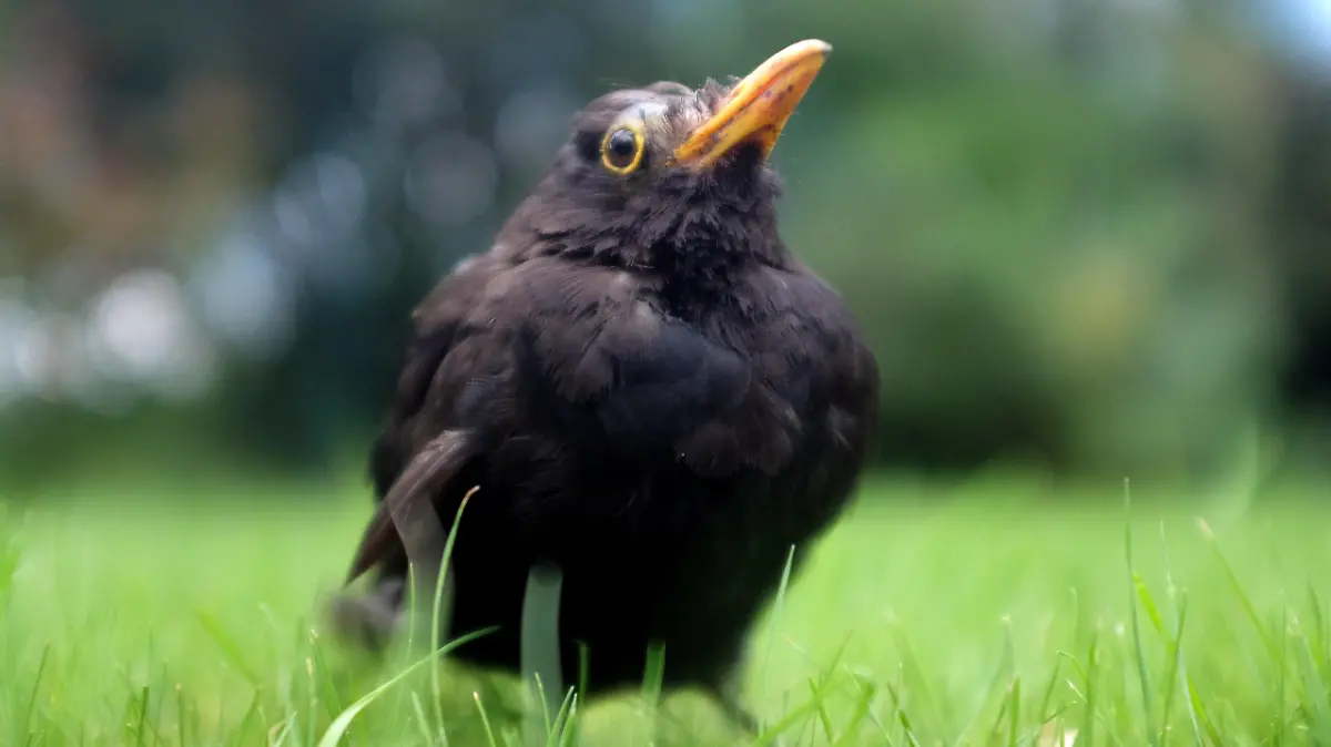 ARCHIV - 13.08.2017, Nordrhein-Westfalen, Düsseldorf: Eine erkrankte Amsel hockt im Gras. (zu dpa «Amselsterben durch Usutu-Virus erreicht Hamburg, Bremen und Bayern» vom
24.08.2018) Foto: Martin Gerten/dpa +++ dpa-Bildfunk +++