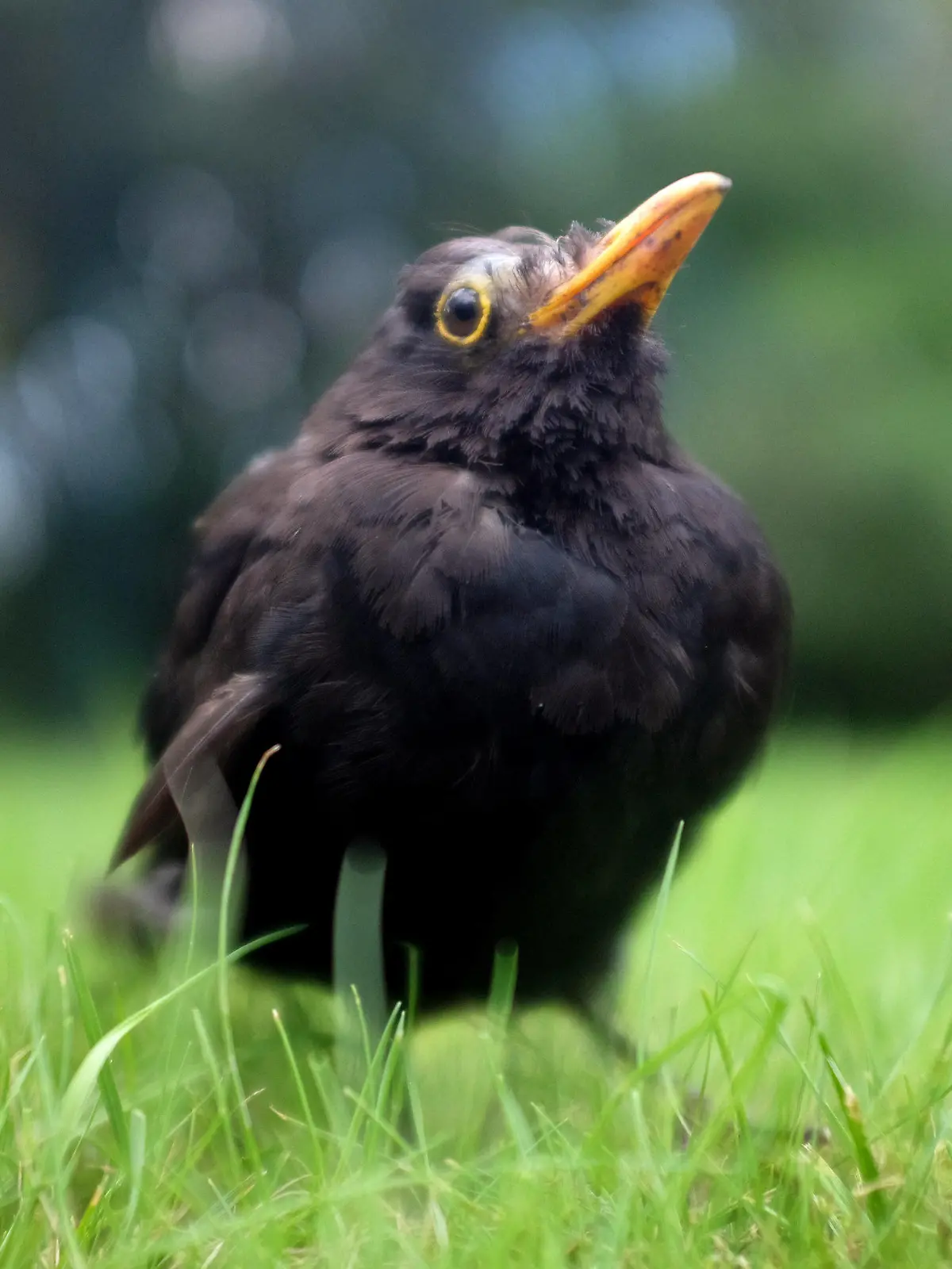 ARCHIV - 13.08.2017, Nordrhein-Westfalen, Düsseldorf: Eine erkrankte Amsel hockt im Gras. (zu dpa «Amselsterben durch Usutu-Virus erreicht Hamburg, Bremen und Bayern» vom 
24.08.2018) Foto: Martin Gerten/dpa +++ dpa-Bildfunk +++