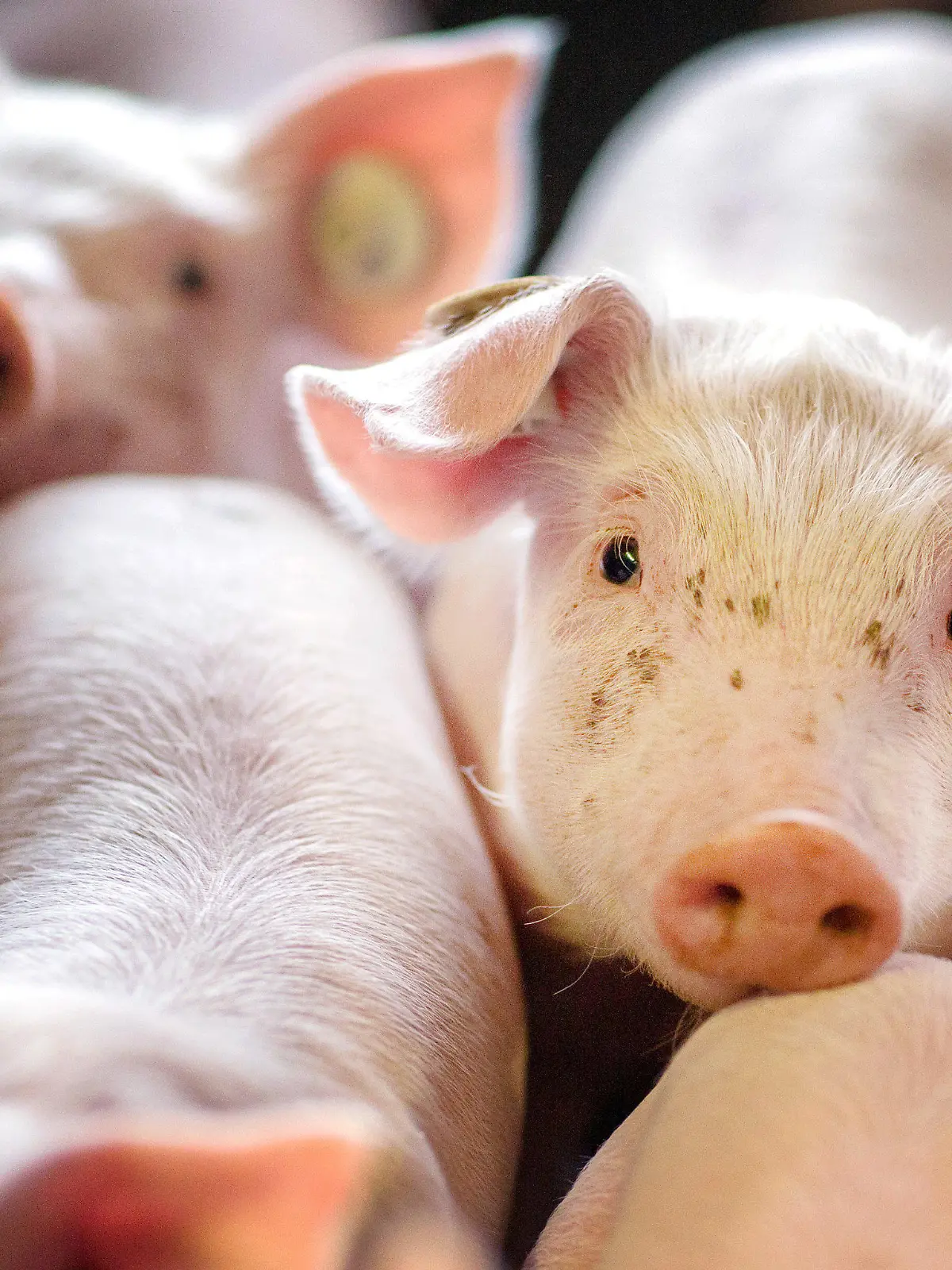 ARCHIV - 21.08.2014, Mecklenburg-Vorpommern, Losten: Ferkel stehen in einer Box in einer Schweinezuchtanlage. (Zu dpa "Schweinepest in Belgien: Staaten reagieren mit Importstopp") Foto: Jens Büttner/ZB/dpa +++ dpa-Bildfunk +++