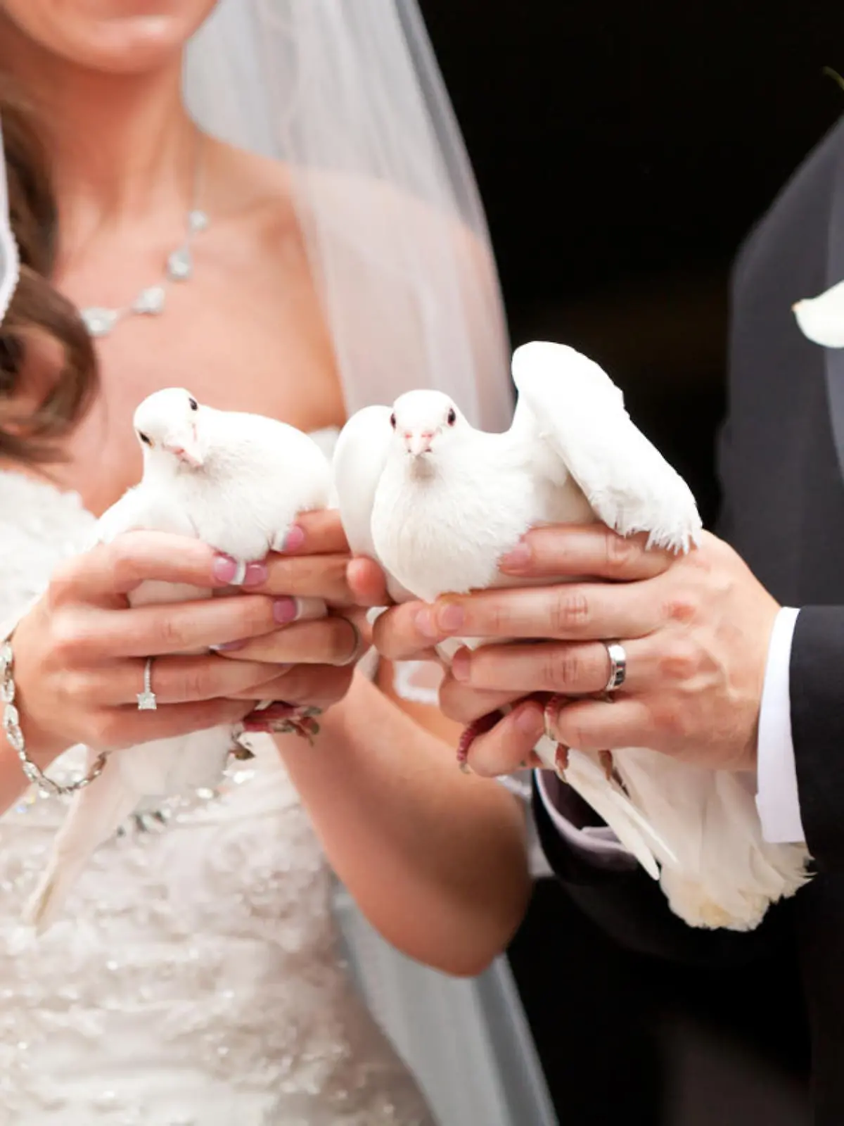 Zwei Hochzeitstauben