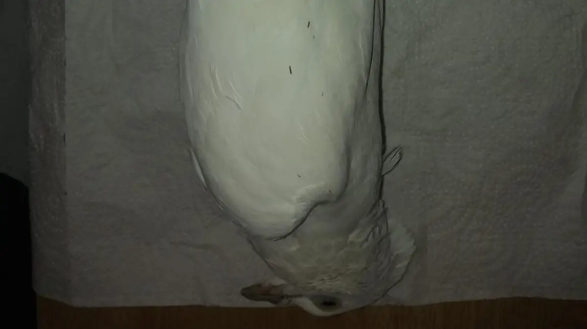 Tote weiße Taube