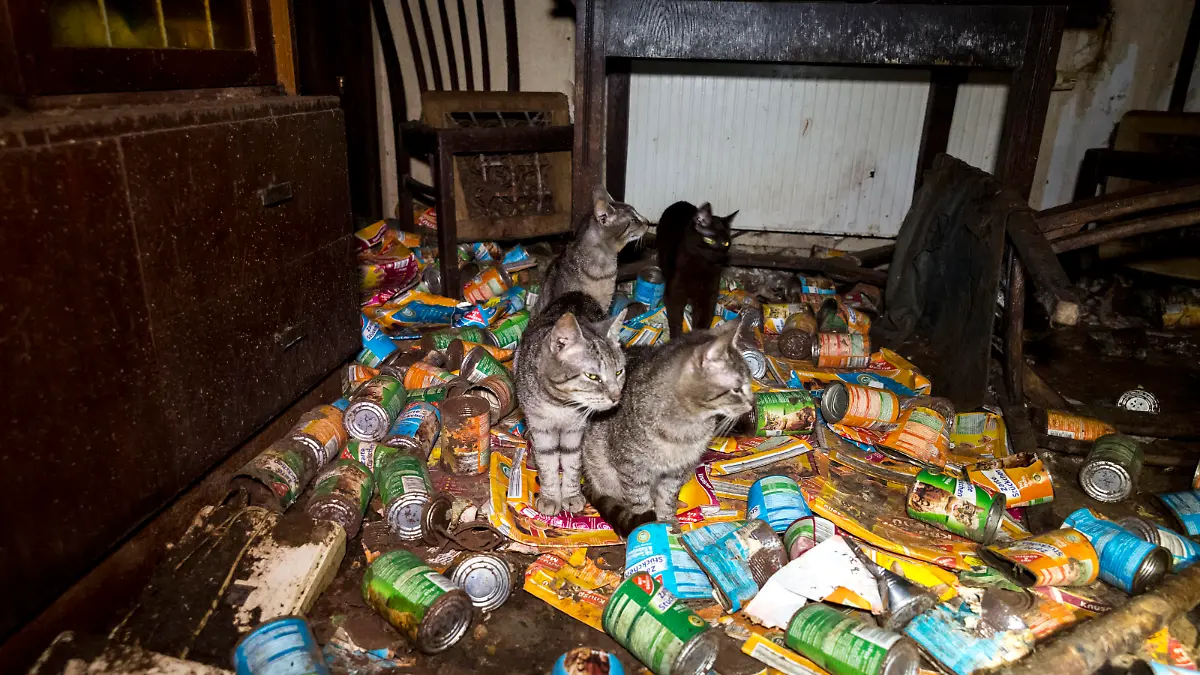 Verwahrloste Wohnung mit Katzen