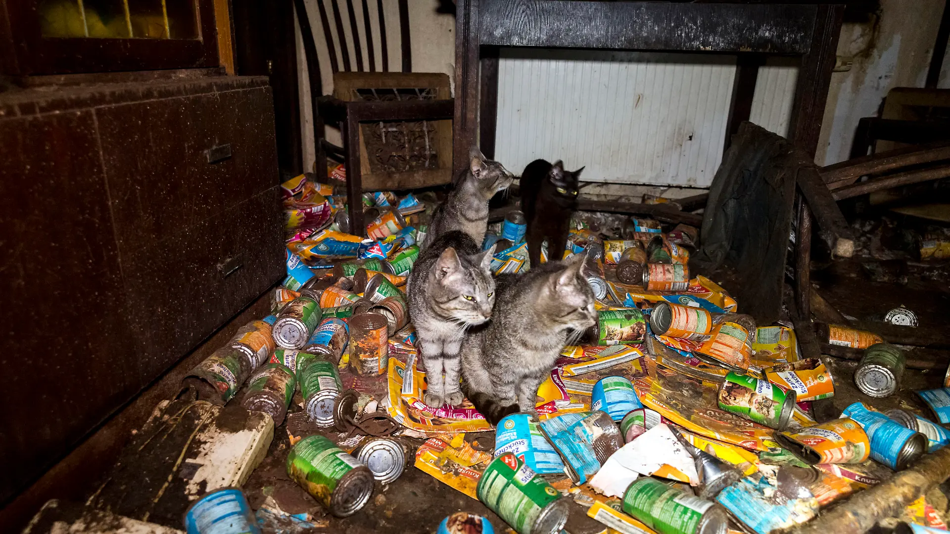 Verwahrloste Wohnung mit Katzen