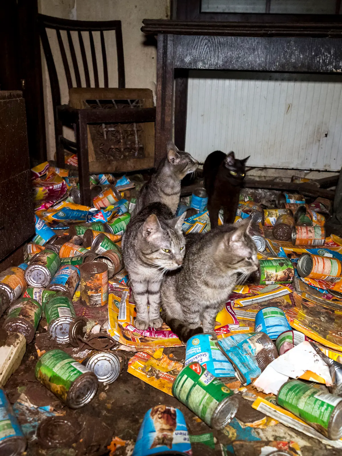 Verwahrloste Wohnung mit Katzen