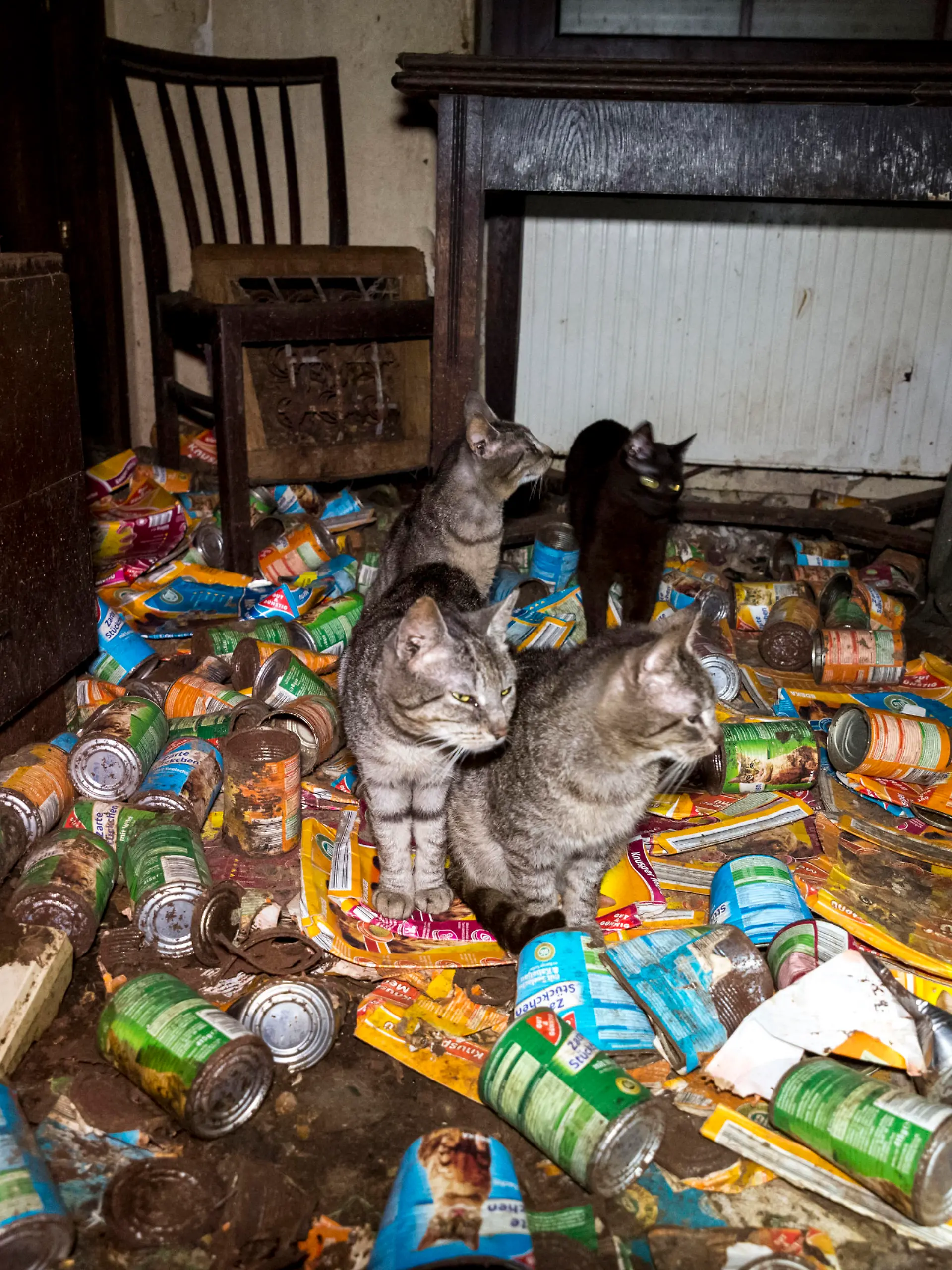 Verwahrloste Wohnung mit Katzen