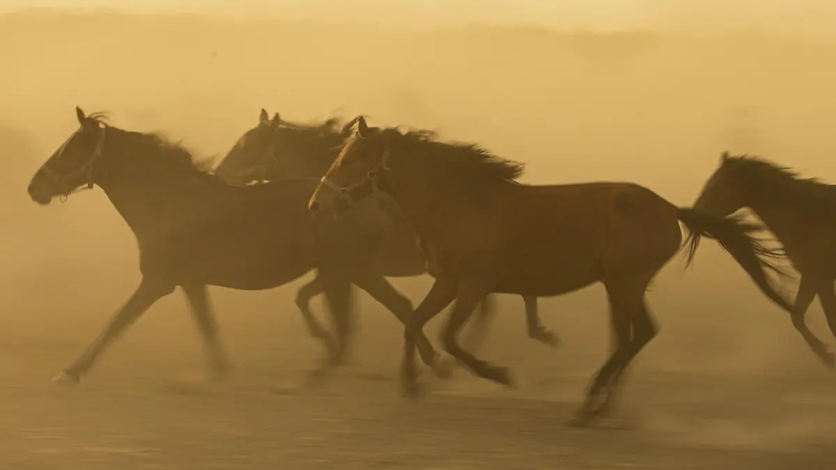 KAYSERI, TURKEY - JULY 03: Wild horses living at the foothills of Mount Erciyes are seen at Hurmetci Reed in Kayseri, Turkey on July 3, 2021. Hurmetci Reed hosting herds of wild horses attracts attention of photographers. Aykut Unlupinar / Anadolu Agency
