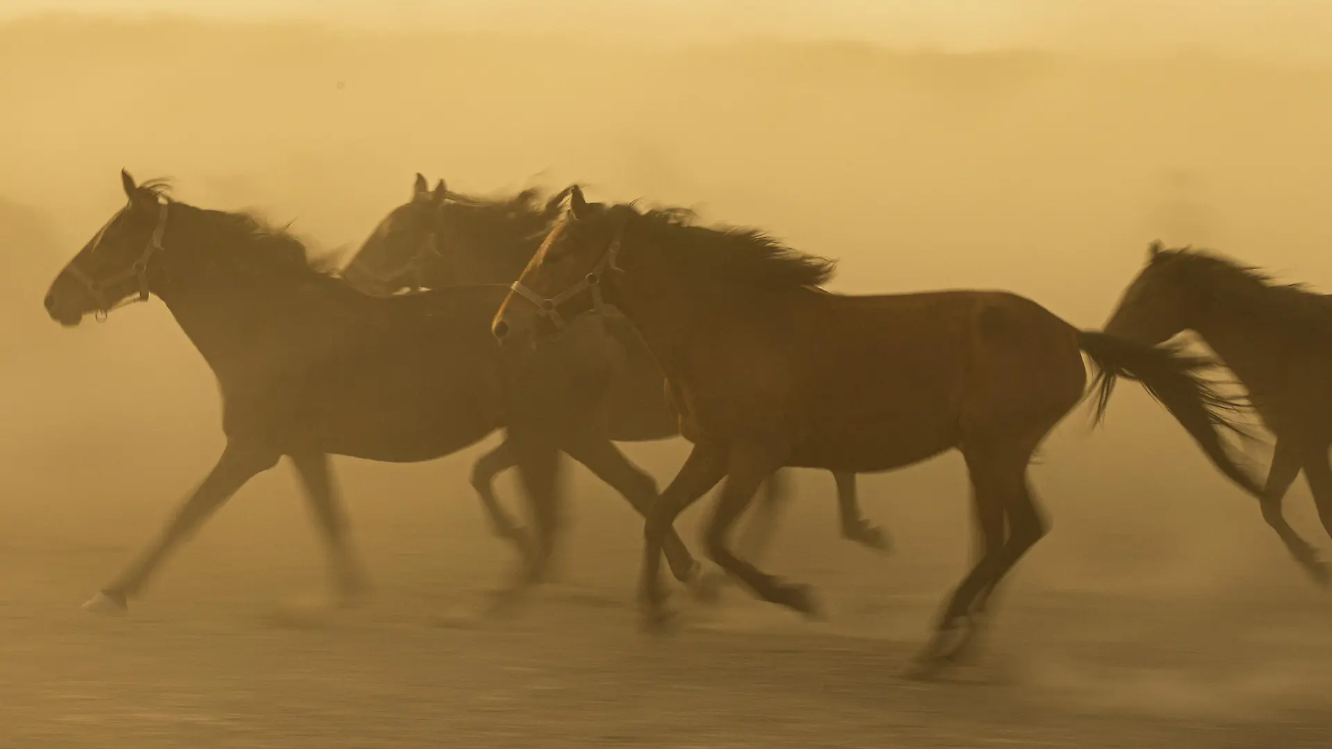 KAYSERI, TURKEY - JULY 03: Wild horses living at the foothills of Mount Erciyes are seen at Hurmetci Reed in Kayseri, Turkey on July 3, 2021. Hurmetci Reed hosting herds of wild horses attracts attention of photographers. Aykut Unlupinar / Anadolu Agency