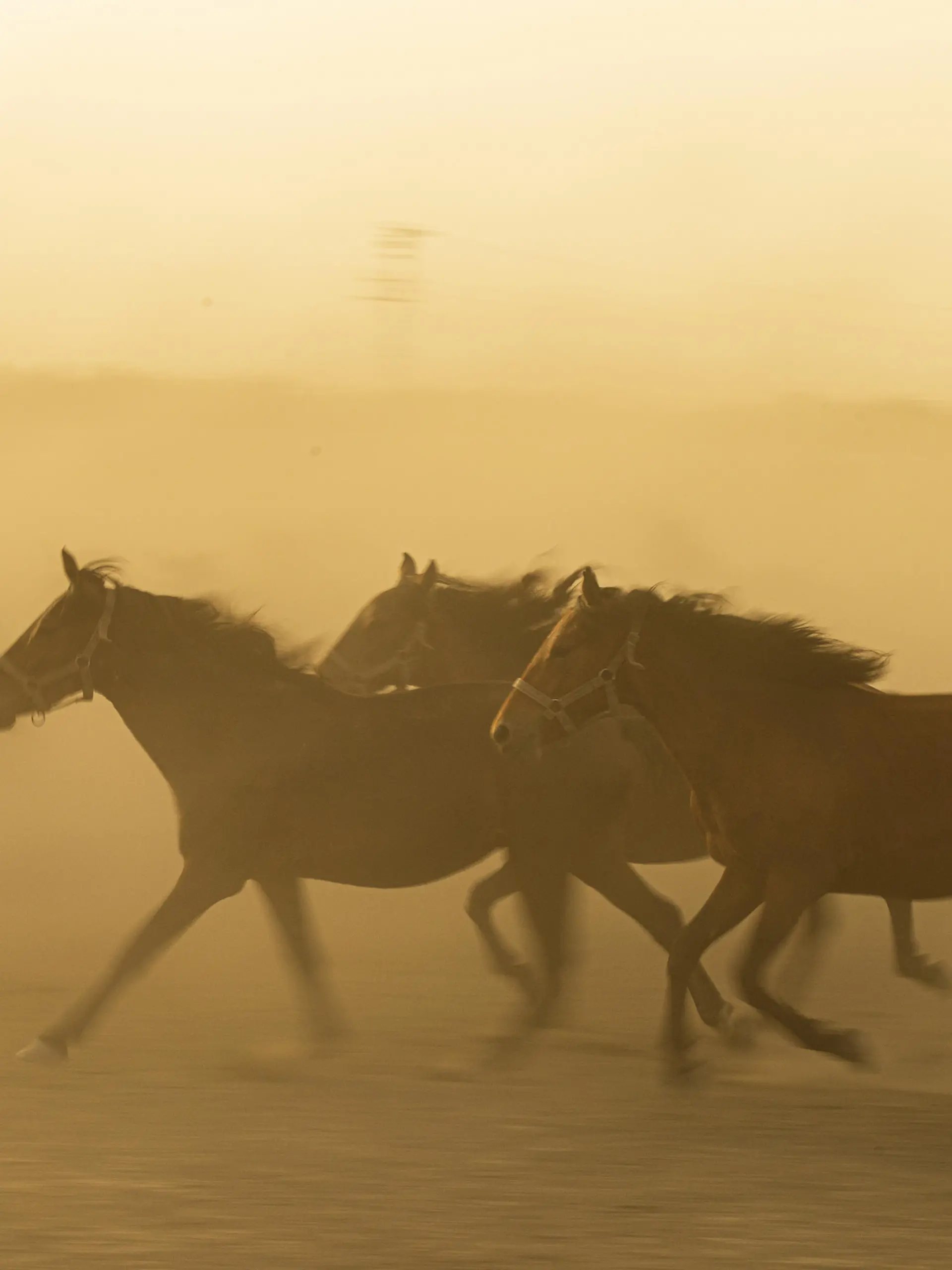 KAYSERI, TURKEY - JULY 03: Wild horses living at the foothills of Mount Erciyes are seen at Hurmetci Reed in Kayseri, Turkey on July 3, 2021. Hurmetci Reed hosting herds of wild horses attracts attention of photographers. Aykut Unlupinar / Anadolu Agency