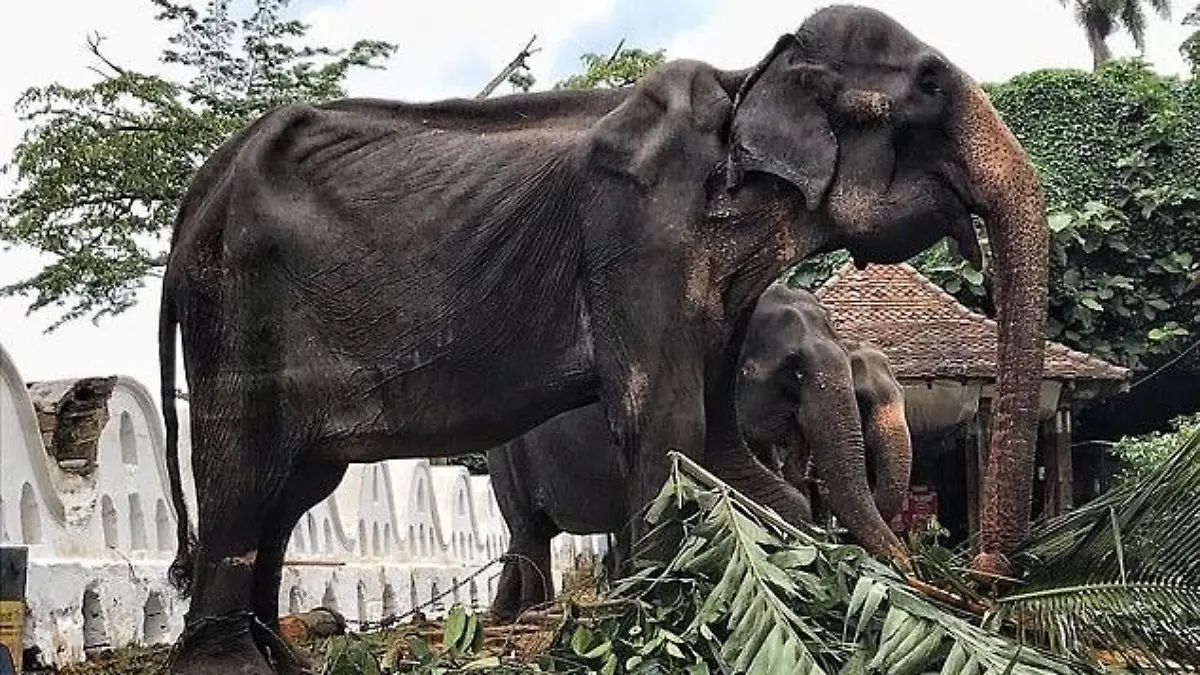 Abgemagerter Elefant
