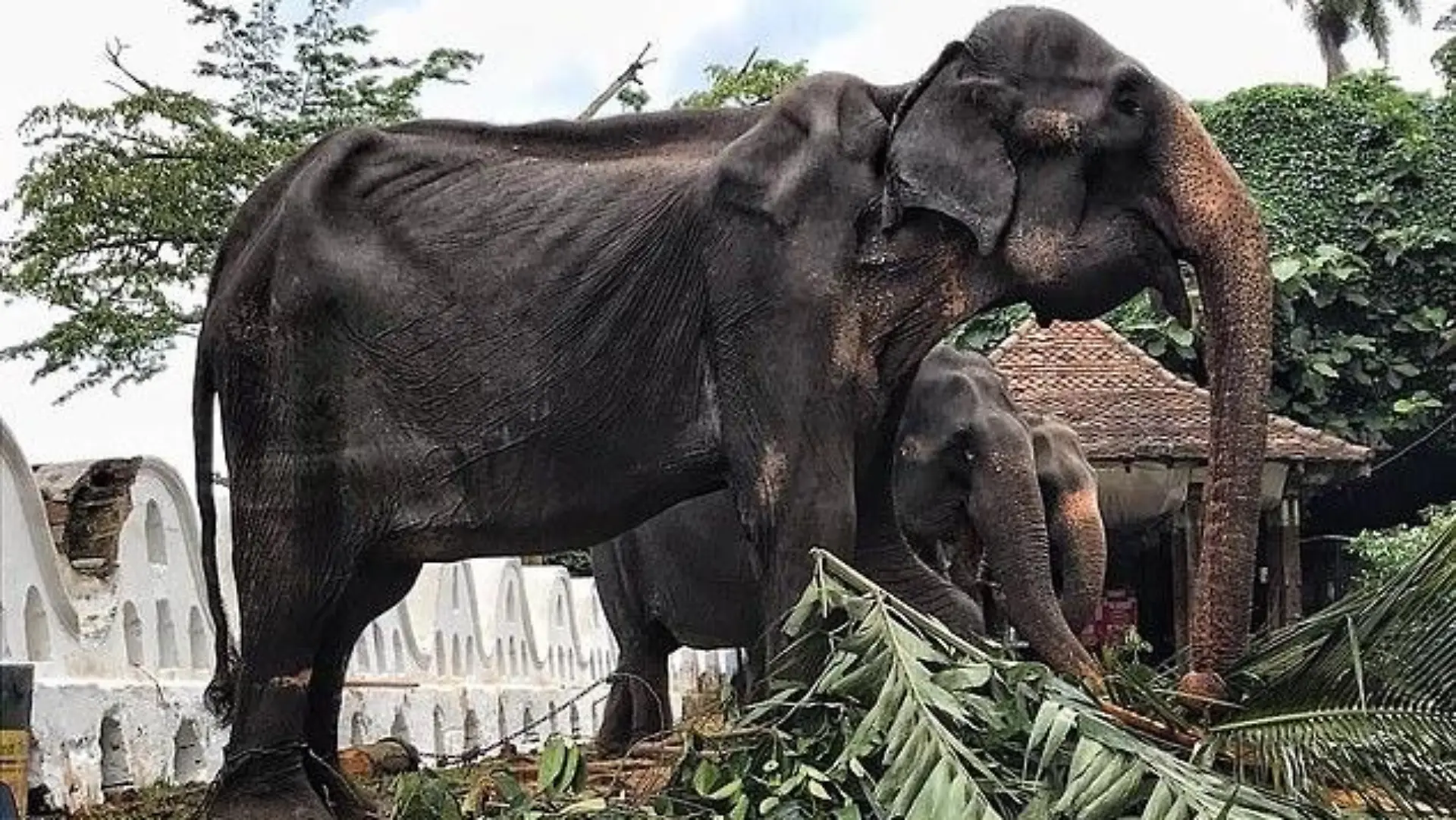 Abgemagerter Elefant