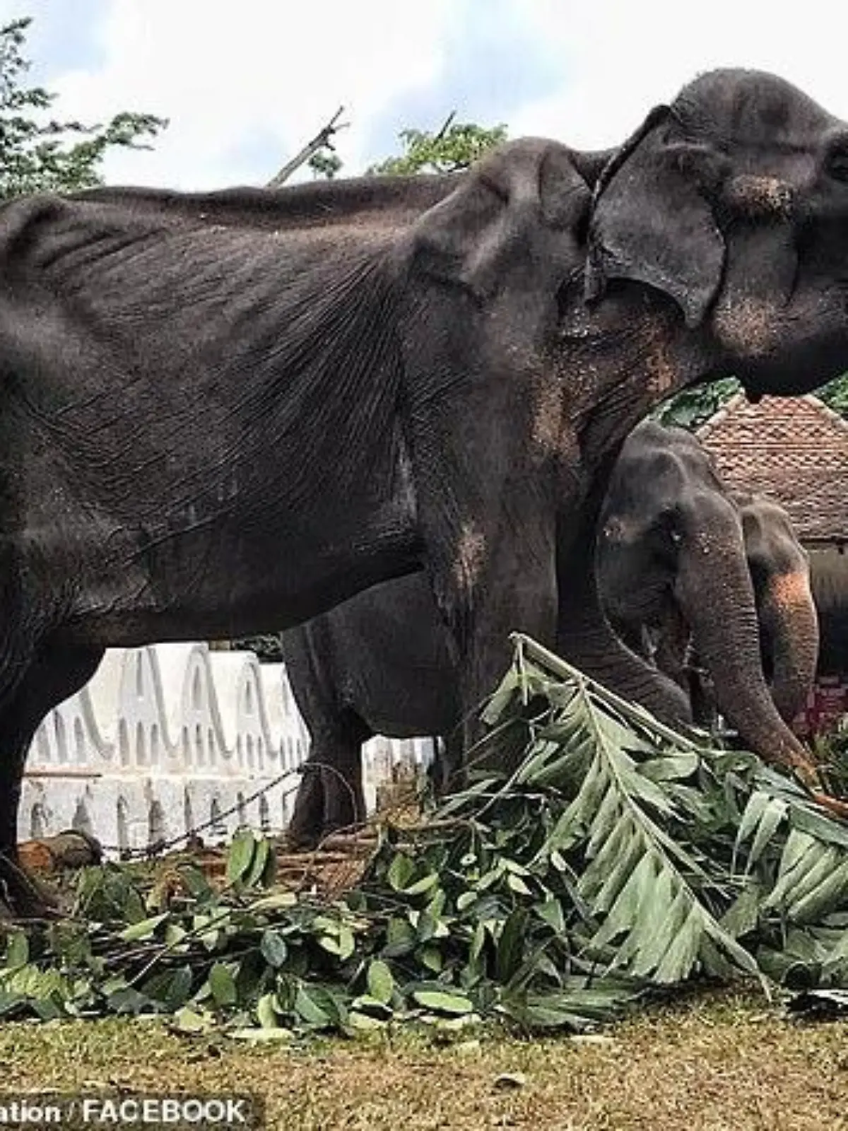 Abgemagerter Elefant