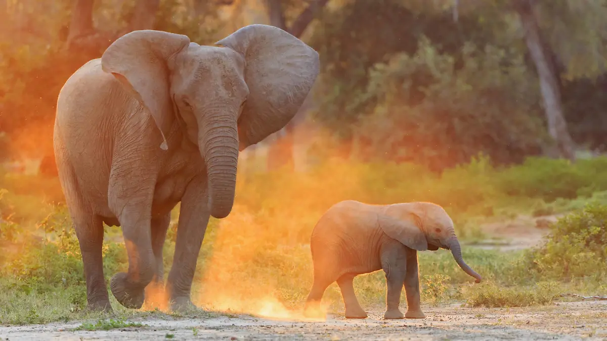 Africa, Zimbabwe, Mana Pools National Park, cow elephant with baby elephant PUBLICATIONxINxGERxSUIxAUTxHUNxONLY FOF008234