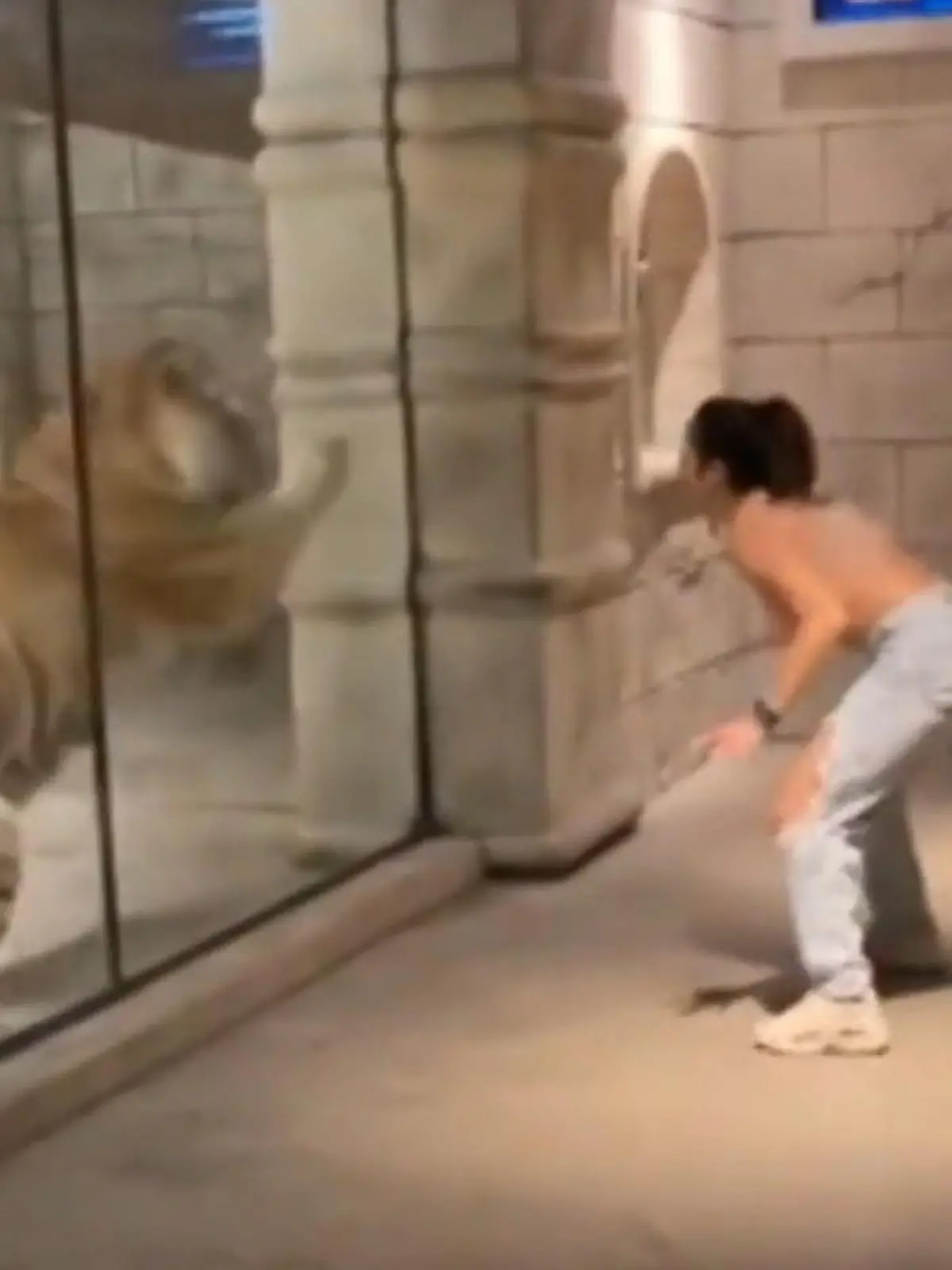 In Houston im Zoo filmt eine Frau ein Video, wie sie vor dem Tiger turnt. Der macht sofort mit, doch will er spielen oder eher seinen Instinkten nachgehen?
