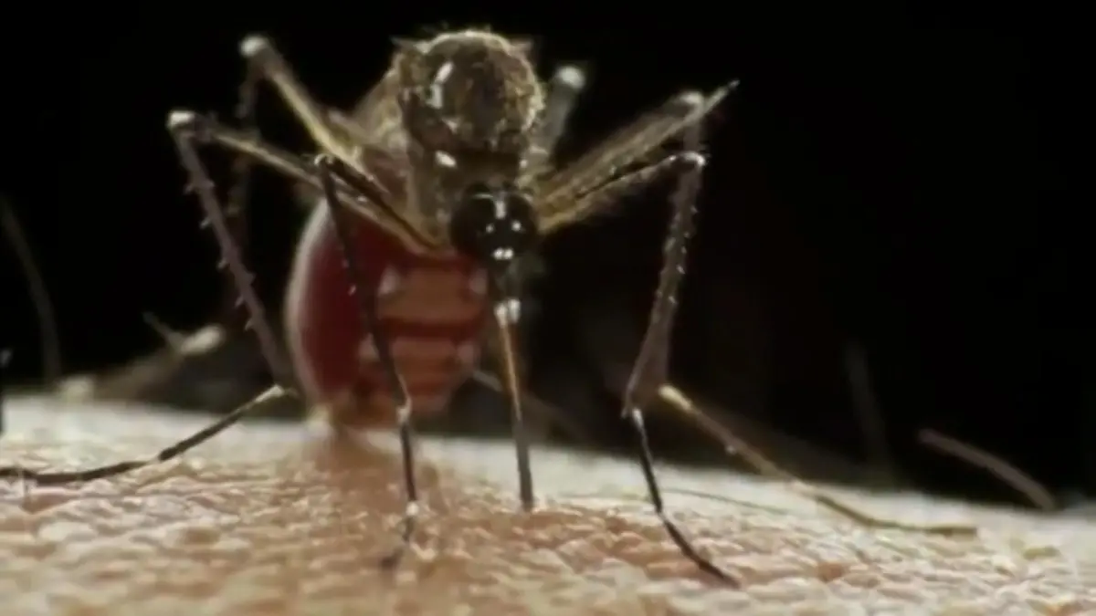 Mückentest - extrem 1000 Mosquitos stechen Reporter
