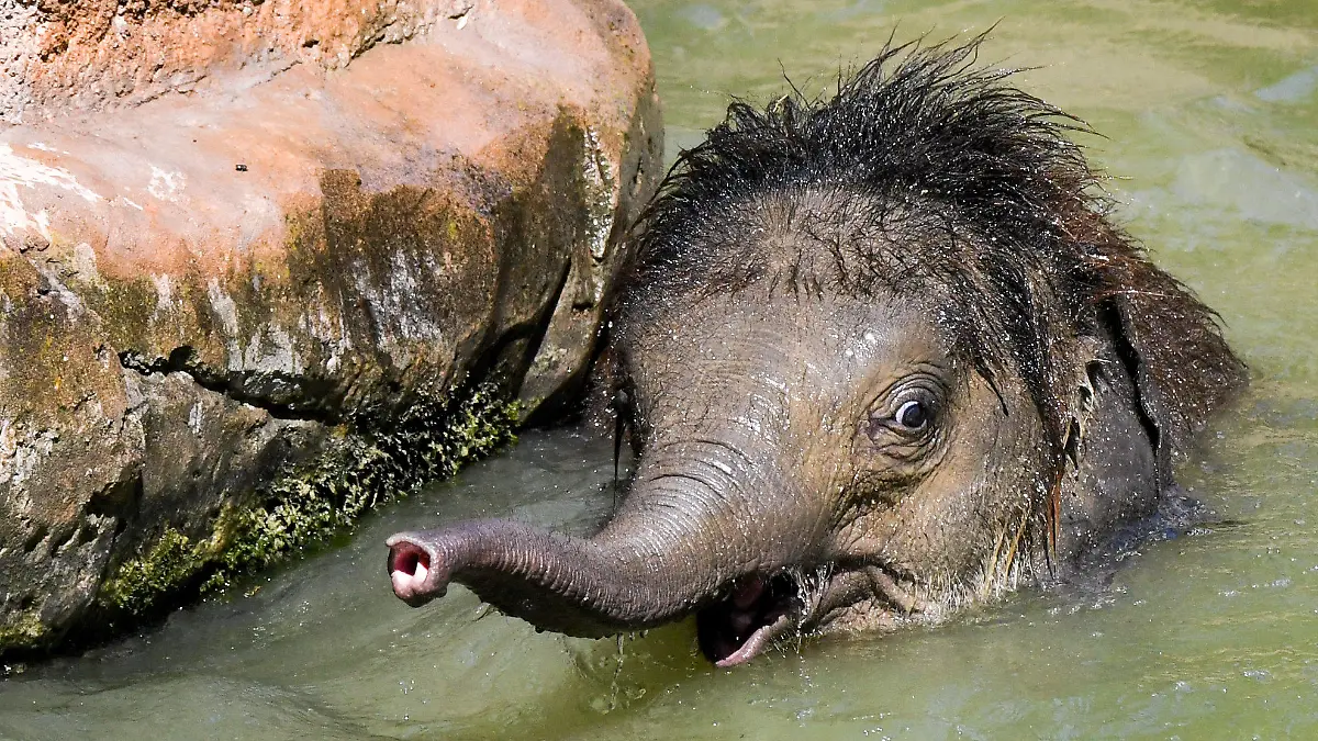 24.07.2019, Sachsen, Leipzig: Der kleine Elefantenbulle Ben Long badet im Leipziger Zoo und kühlt sich so bei der sommerlichen Hitze ab. Sein Name bedeutet so viel wie «Durchhalten trotz Widrigkeiten», denn der Elefant war von seiner Mutter nach der Geburt nicht angenommen worden. Er wird nun von seinen Tanten großgezogen. Foto: Jens Kalaene/dpa-Zentralbild/dpa +++ dpa-Bildfunk +++