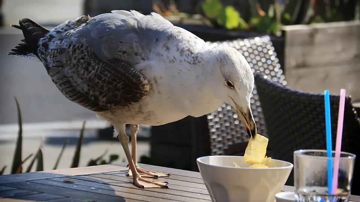 Möwen klauen Essen