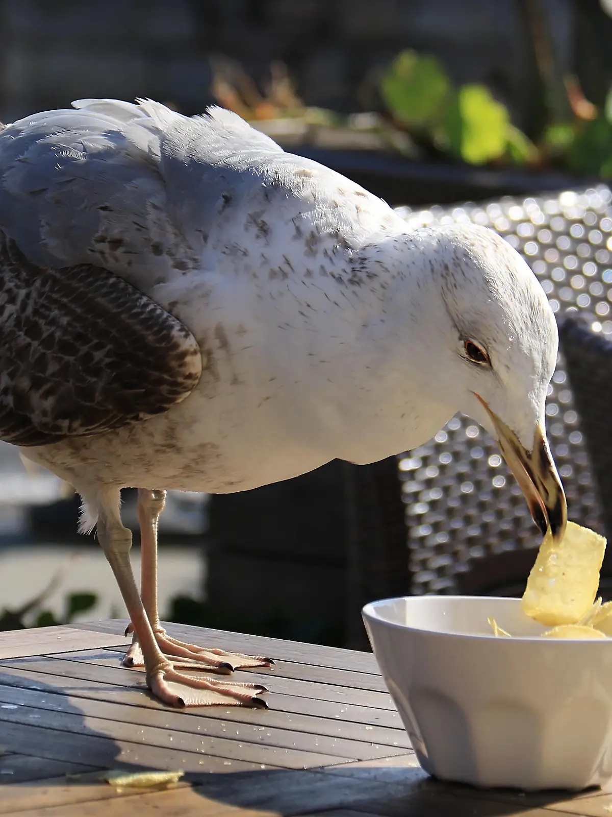 Möwen klauen Essen