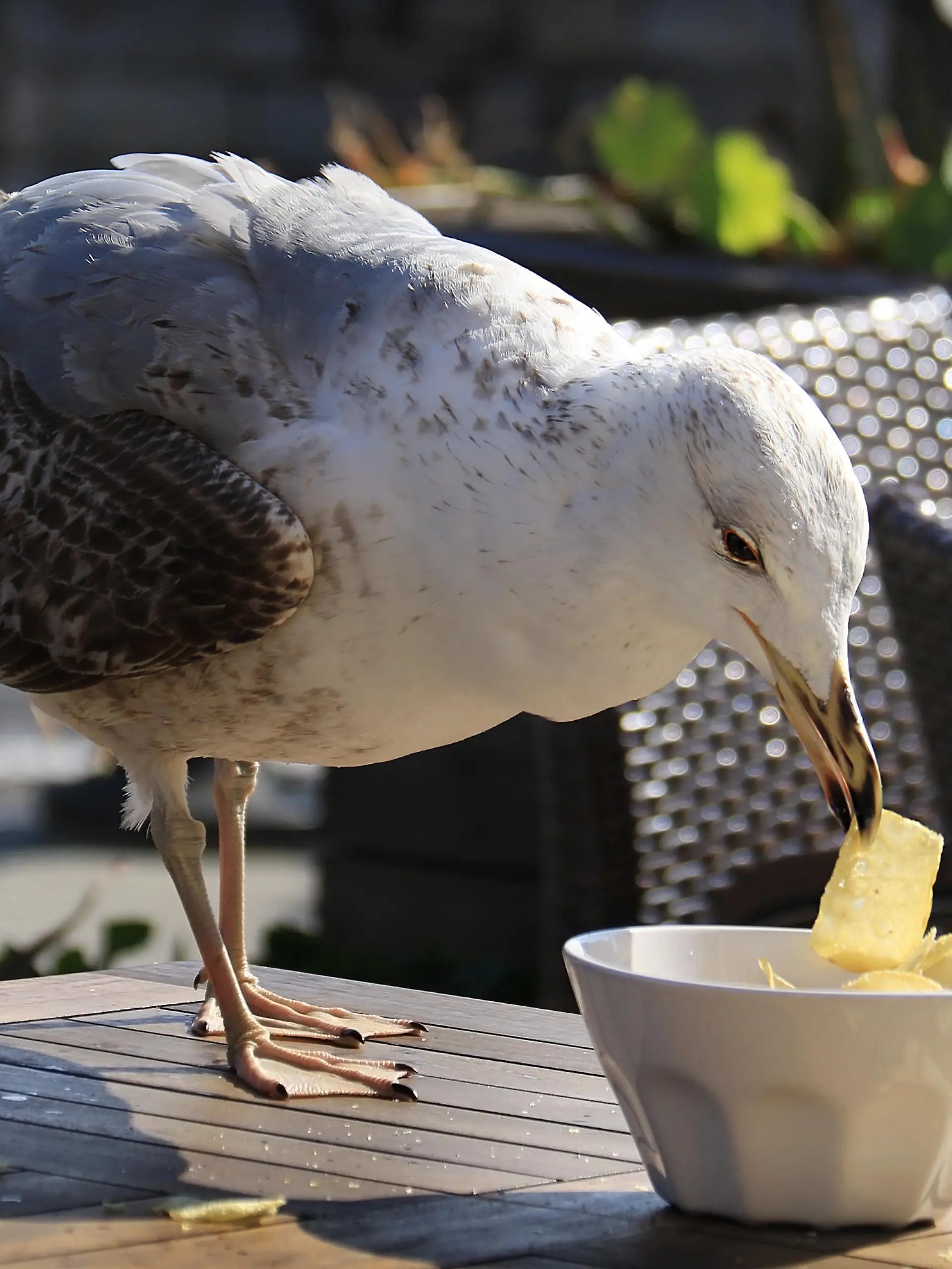 Möwen klauen Essen