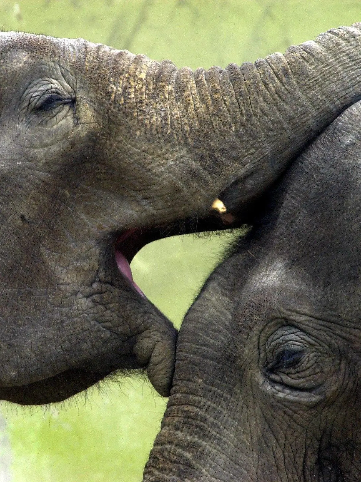 Zwei asiatische Elefanten schmusen am 6.5.2002 im Münchner Tierpark Hellabrunn. Asiatische Elefanten gehören zu den bedrohten Tierarten. Die Bevölkerungsexplosion in Asien und die damit verbundene Abholzung des Waldes um landwirtschaftlich nutzbaren Boden zu erhalten wirkt sich auf den Bestand der Elefanten fatal aus. Der heutige Bestand beträgt insgesamt noch rund 50 000 Tiere.