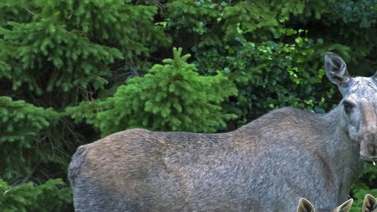 Europaeischer Elch (Alces alces alces), Elchkuh steht mit ihren zwei Elchkaelbern vor einem Gebuesch und frisst, Norwegen | elk, European moose (Alces alces alces), cow elk standing with her two calf elks in front of a bush and feeding, Norway | Verwendung weltweit
