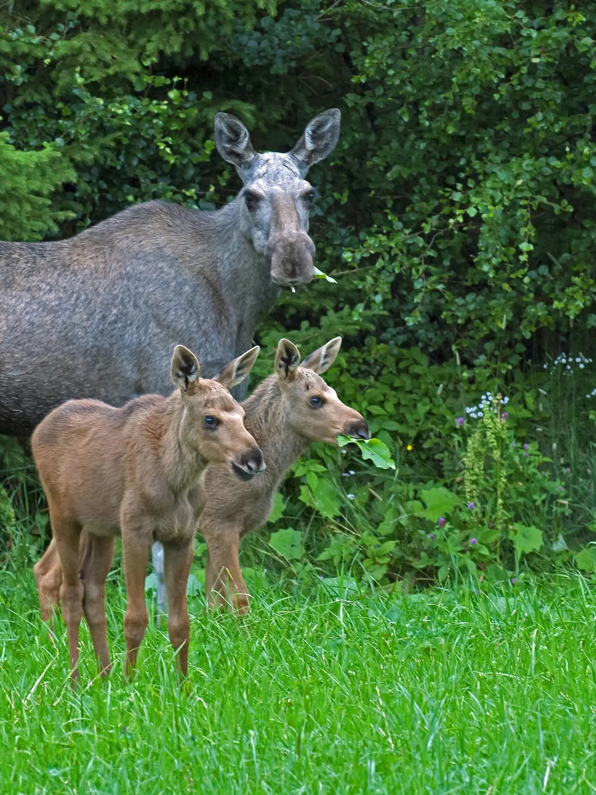 Europaeischer Elch (Alces alces alces), Elchkuh steht mit ihren zwei Elchkaelbern vor einem Gebuesch und frisst, Norwegen | elk, European moose (Alces alces alces), cow elk standing with her two calf elks in front of a bush and feeding, Norway | Verwendung weltweit
