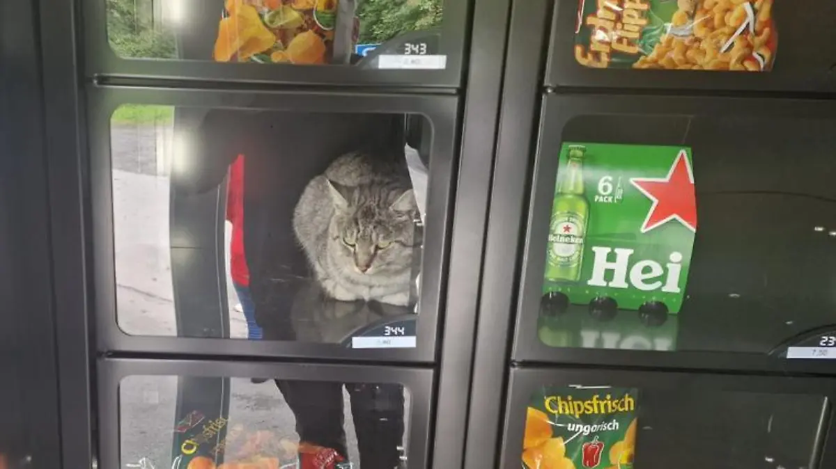 Die Katze sitzt in Fach 344, neben einem Sechserträger Bier.