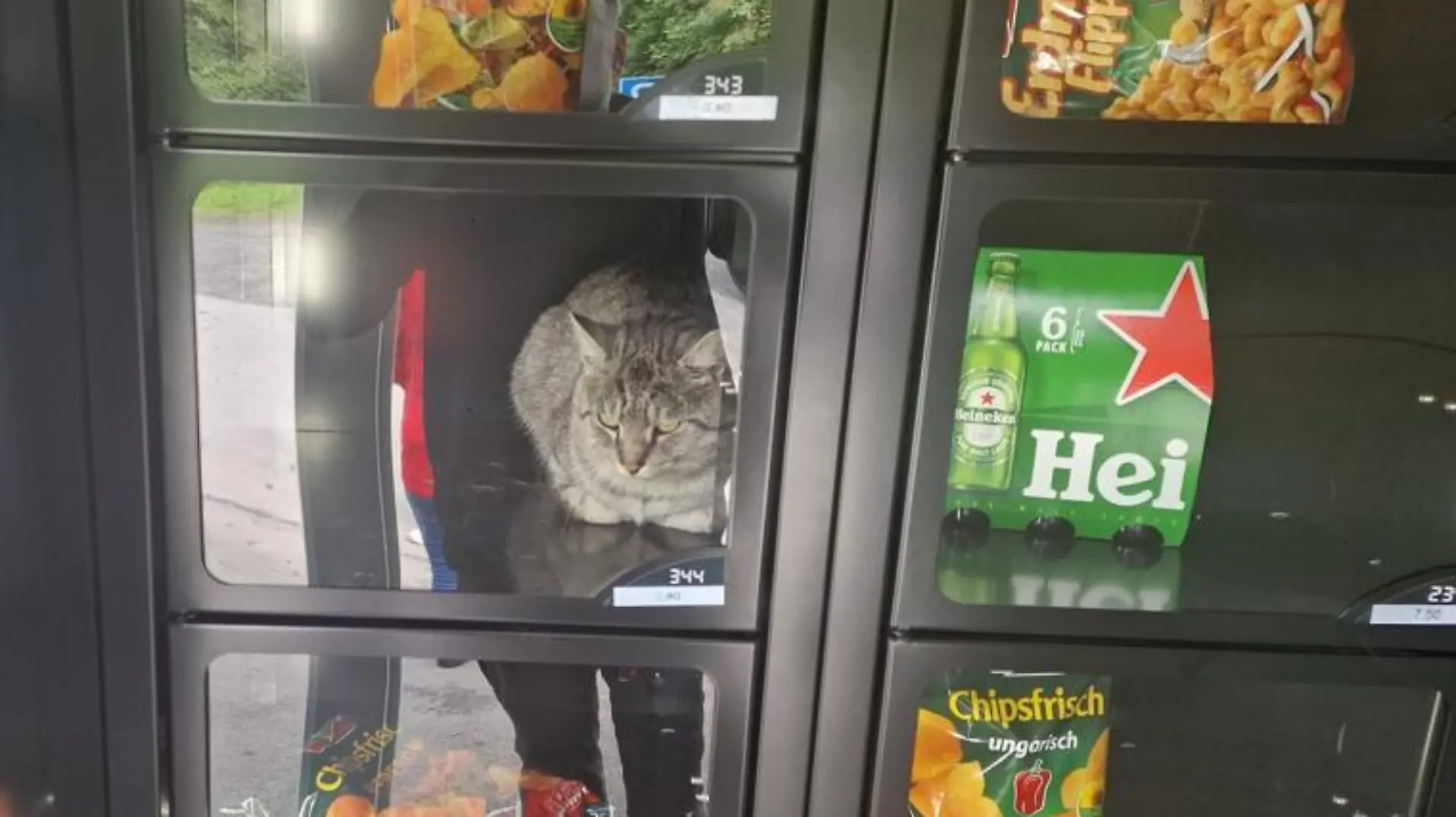 Die Katze sitzt in Fach 344, neben einem Sechserträger Bier.