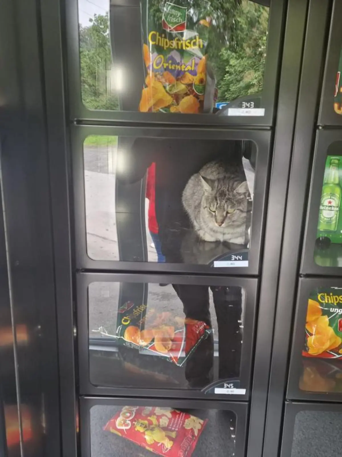 Die Katze sitzt in Fach 344, neben einem Sechserträger Bier.