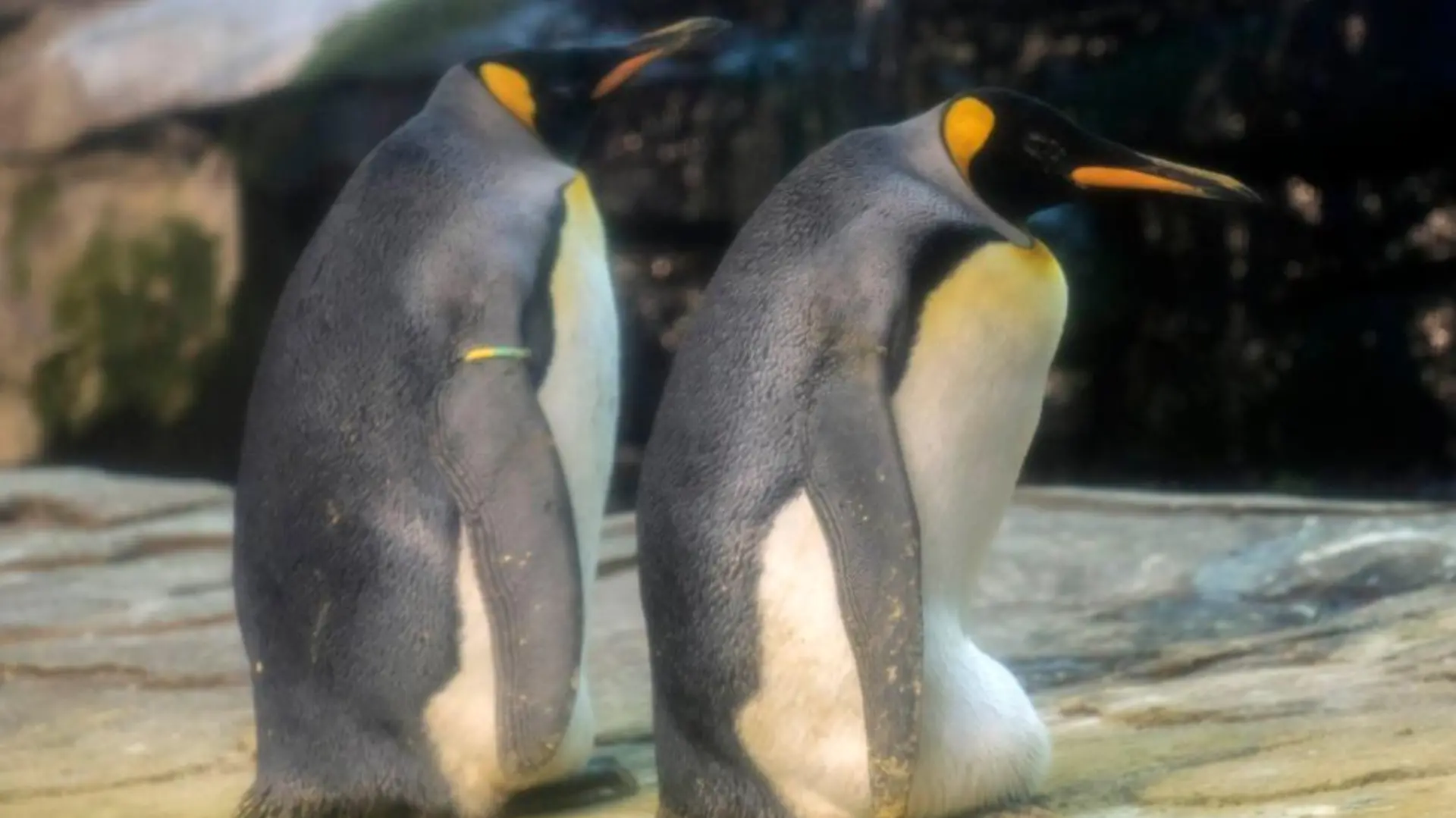 Das schwule Pinguin-Paar ist im Babyglück