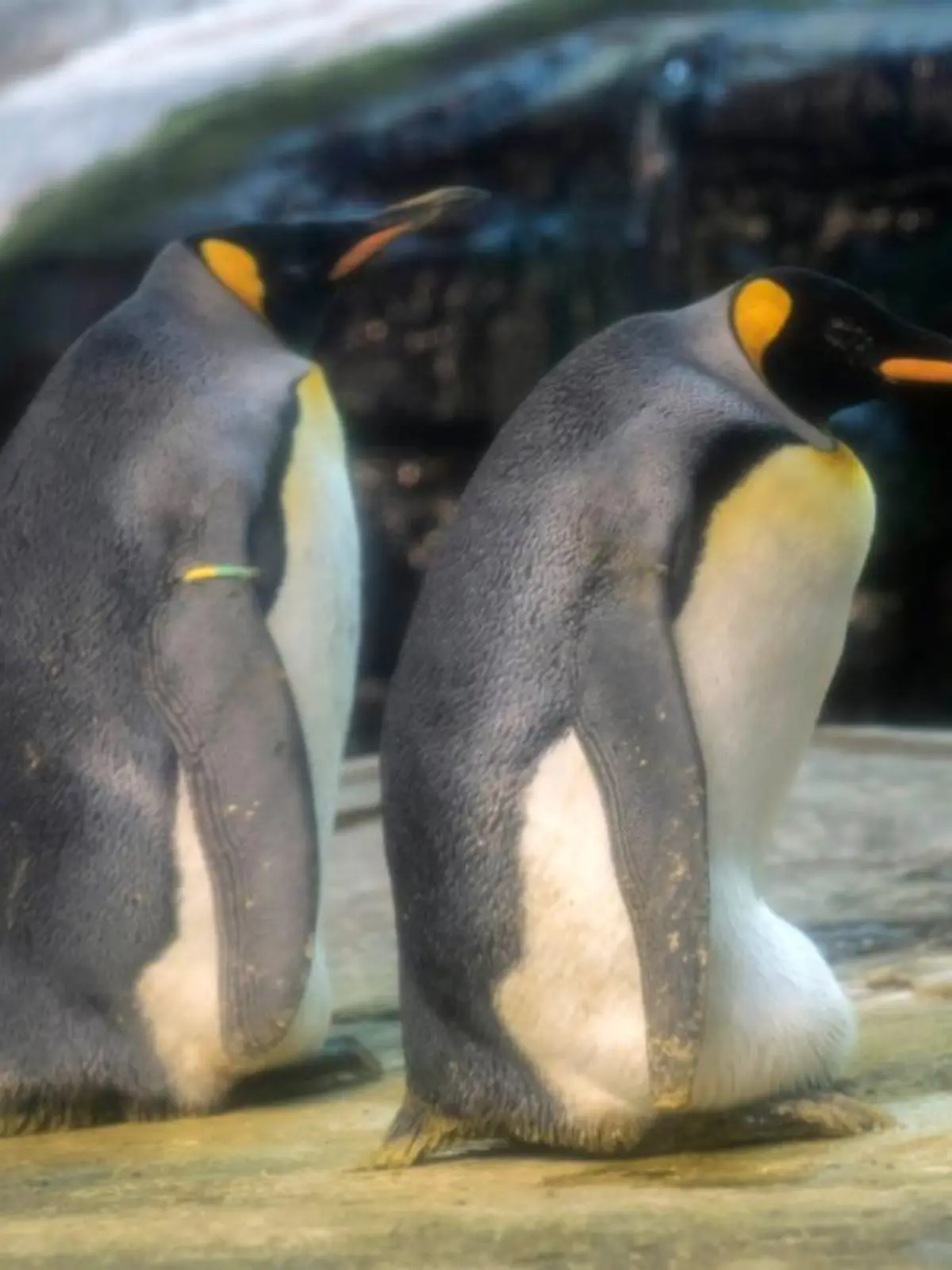 Das schwule Pinguin-Paar ist im Babyglück