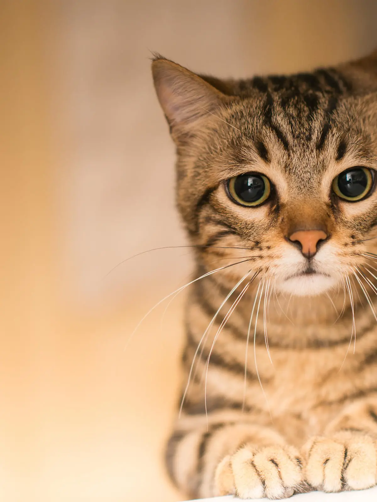 Traurige Katze
