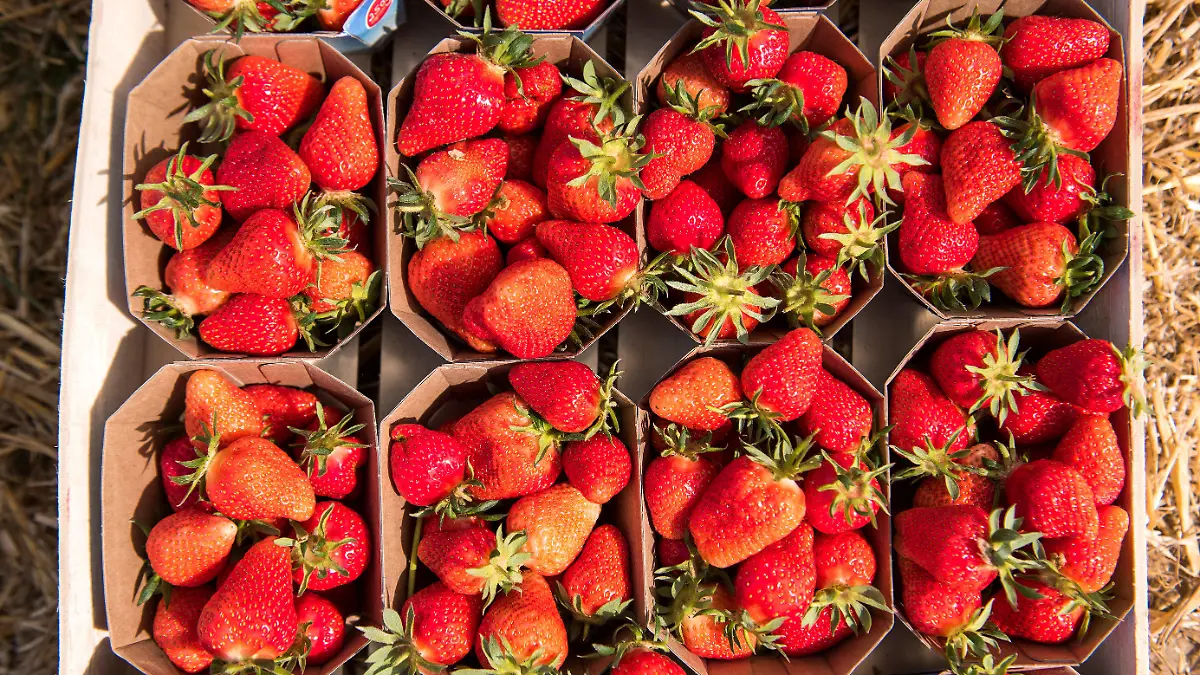 05.05.2022, Schleswig-Holstein, Grömitz: Gepflückte, reife Erdbeeren liegen auf einem Feld in einem Folientunnel in einer Kiste. In Schleswig-Holstein hat die Erdbeersaison begonnen. Foto: Daniel Bockwoldt/dpa +++ dpa-Bildfunk +++