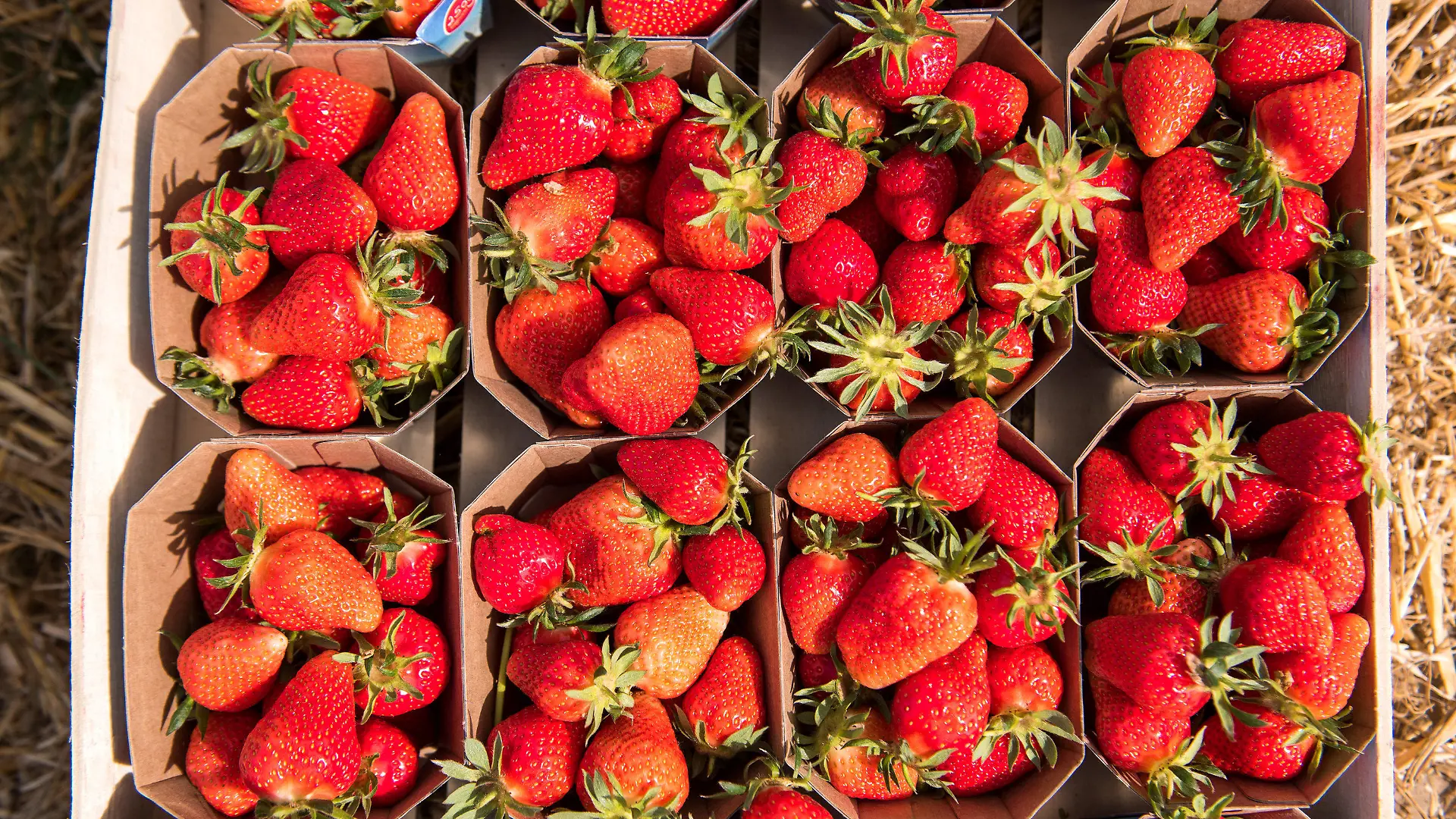 05.05.2022, Schleswig-Holstein, Grömitz: Gepflückte, reife Erdbeeren liegen auf einem Feld in einem Folientunnel in einer Kiste. In Schleswig-Holstein hat die Erdbeersaison begonnen. Foto: Daniel Bockwoldt/dpa +++ dpa-Bildfunk +++