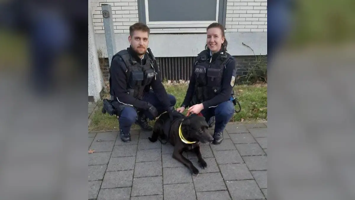 Der Labrador fuhr von Salzgitter-Bad nach Braunschweig und wurde dort von der Polizei "in Gewahrsam" genommen.