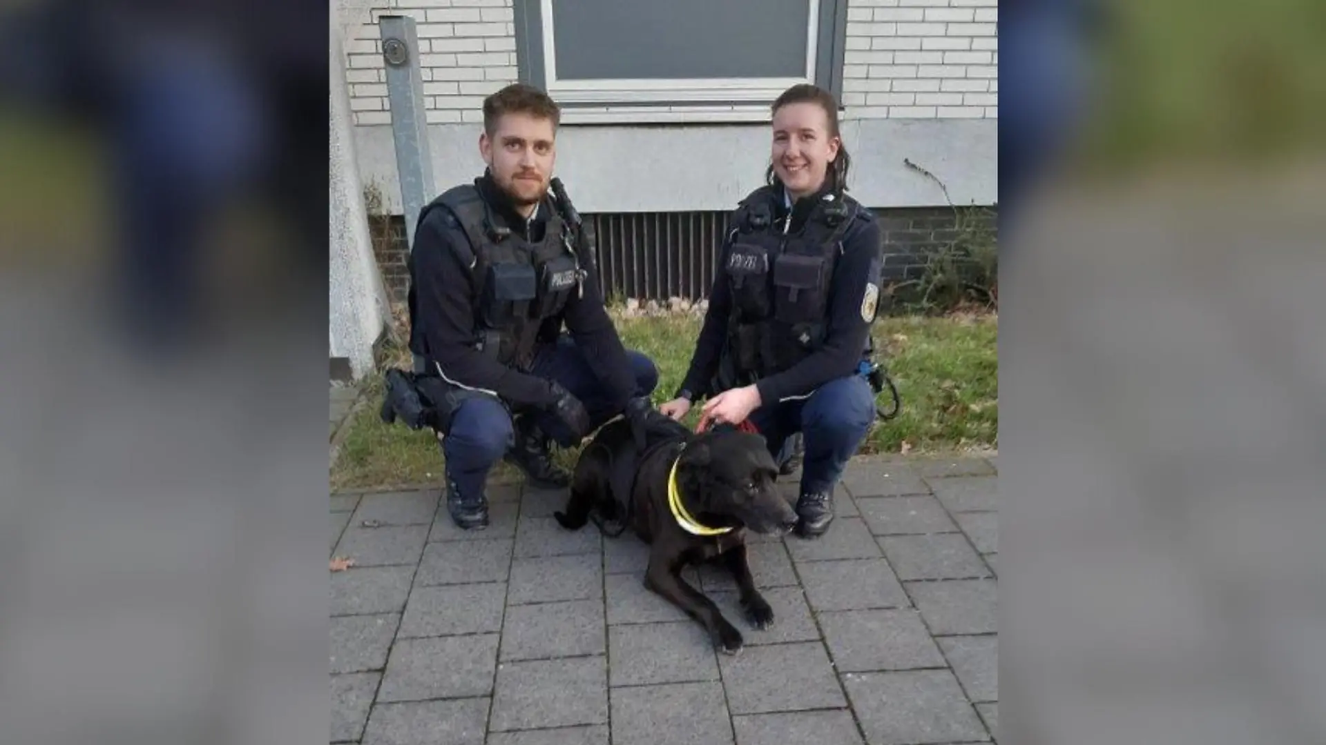Der Labrador fuhr von Salzgitter-Bad nach Braunschweig und wurde dort von der Polizei "in Gewahrsam" genommen.