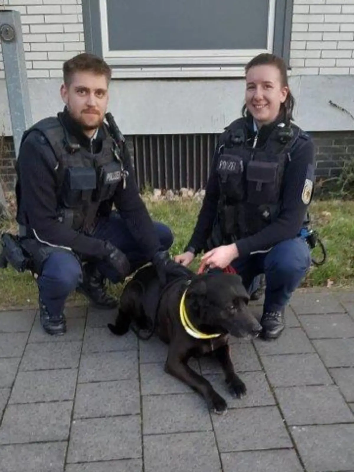 Der Labrador fuhr von Salzgitter-Bad nach Braunschweig und wurde dort von der Polizei "in Gewahrsam" genommen.