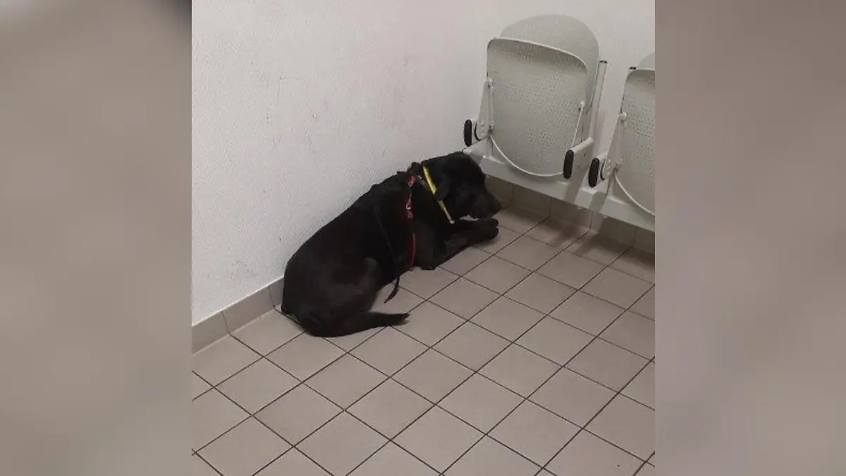Der Labrador fuhr von Salzgitter-Bad nach Braunschweig und wurde dort von der Polizei "in Gewahrsam" genommen.