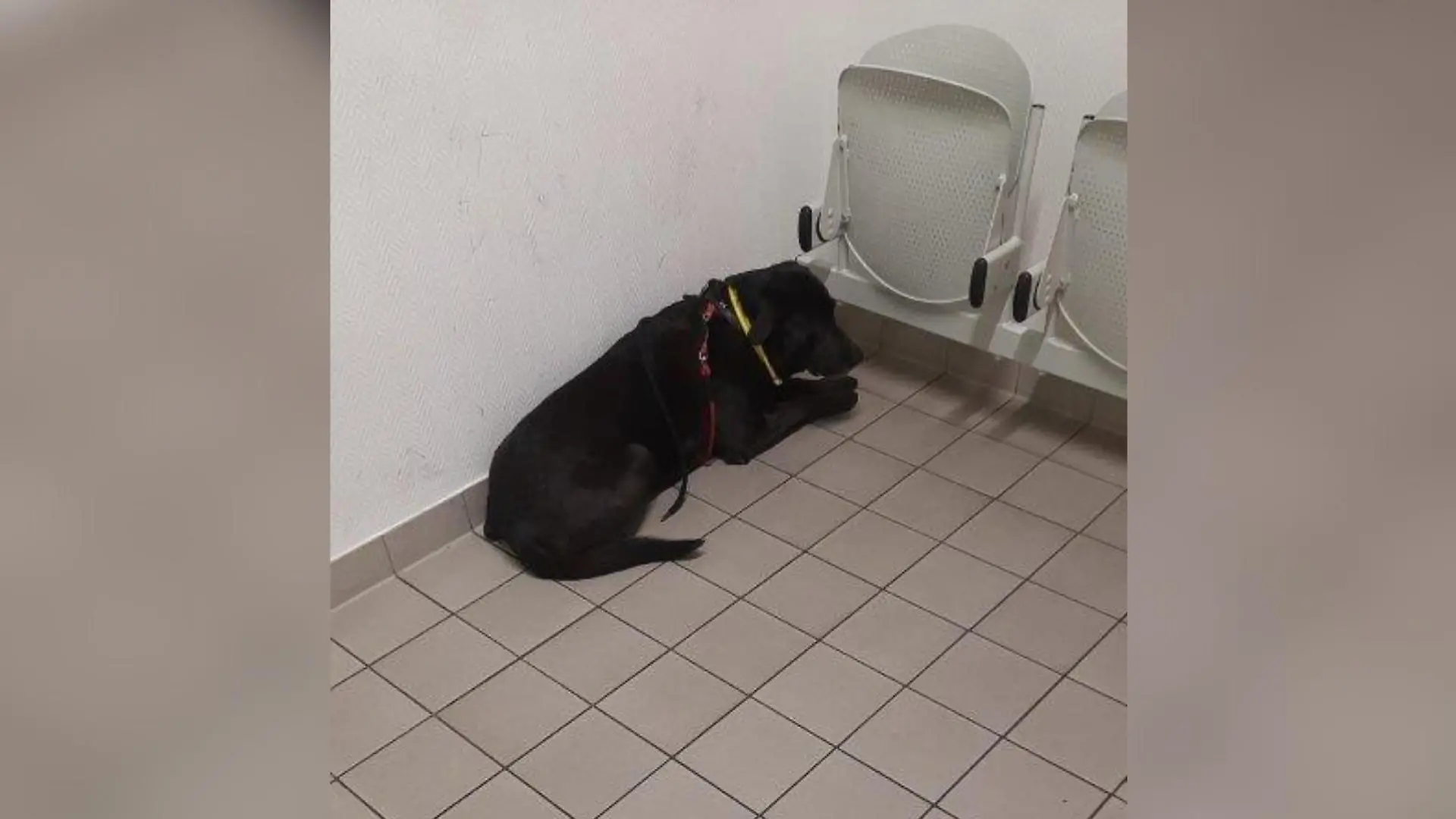 Der Labrador fuhr von Salzgitter-Bad nach Braunschweig und wurde dort von der Polizei "in Gewahrsam" genommen.