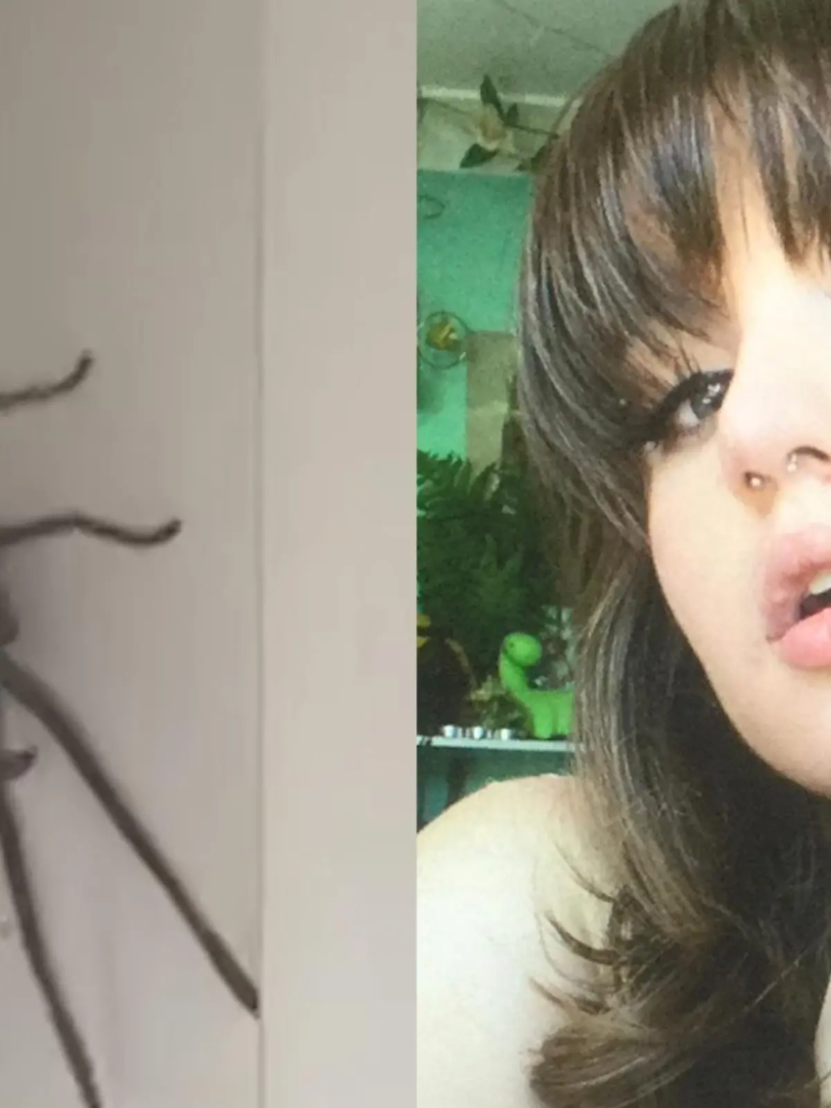 Für die meisten Menschen ist eine XXL-Riesenkrabbenspinne in der Wohnung wohl Grund zur Panik. Für Jaden Leves war es aber der Moment, in dem sie ein neues Haustier bekommen hat.