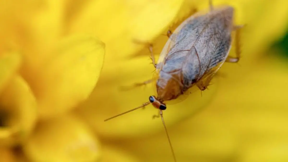 Bernstein-Waldschabe in Freiburg