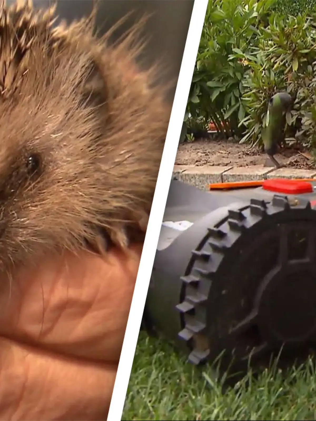 Igel von Mährobotern bedroht