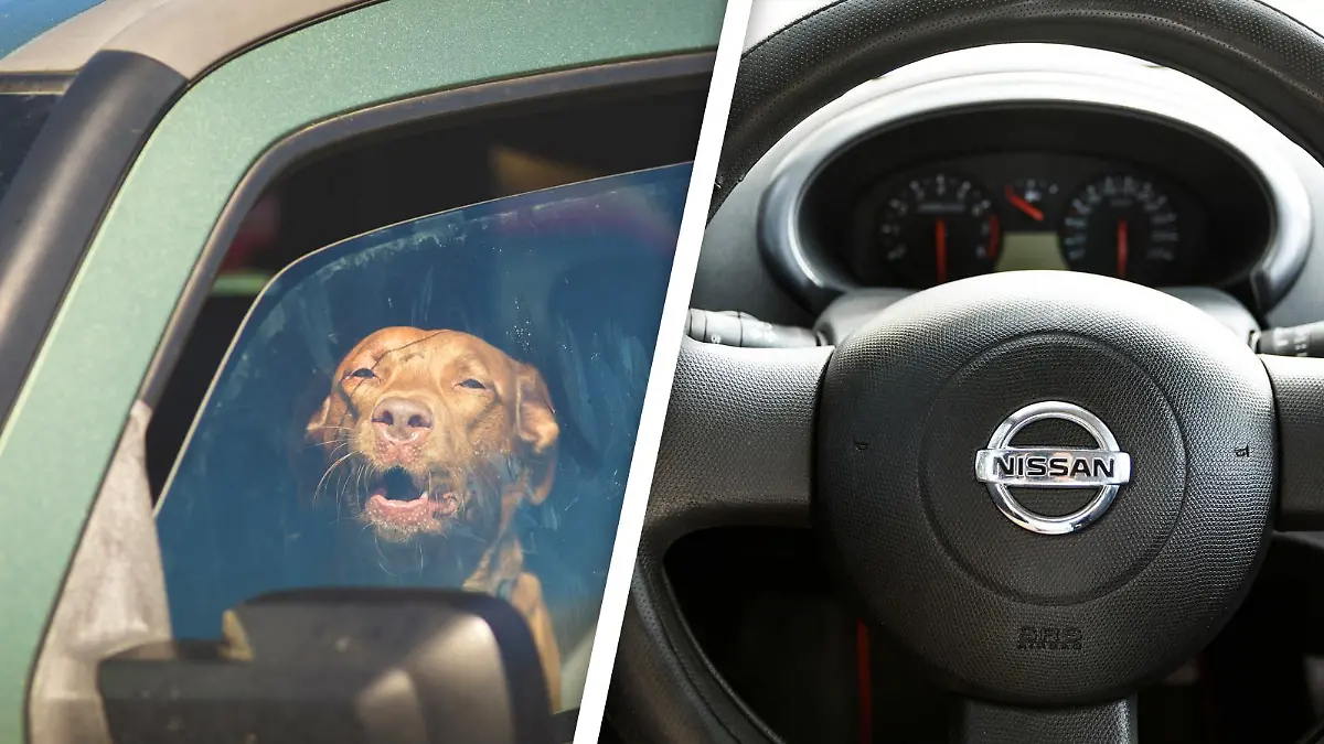 Hund im Auto/Nissan Lenkrad