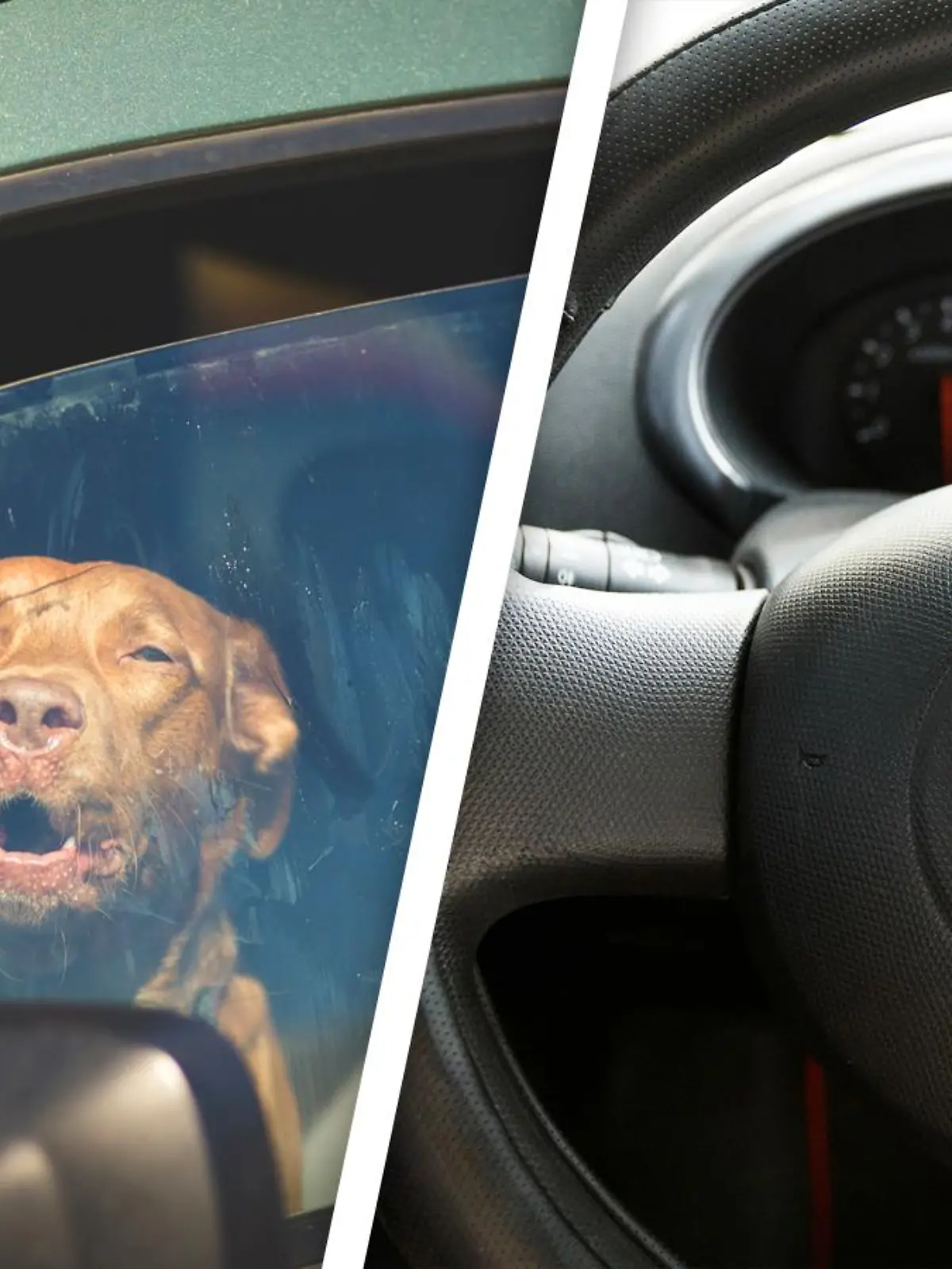 Hund im Auto/Nissan Lenkrad