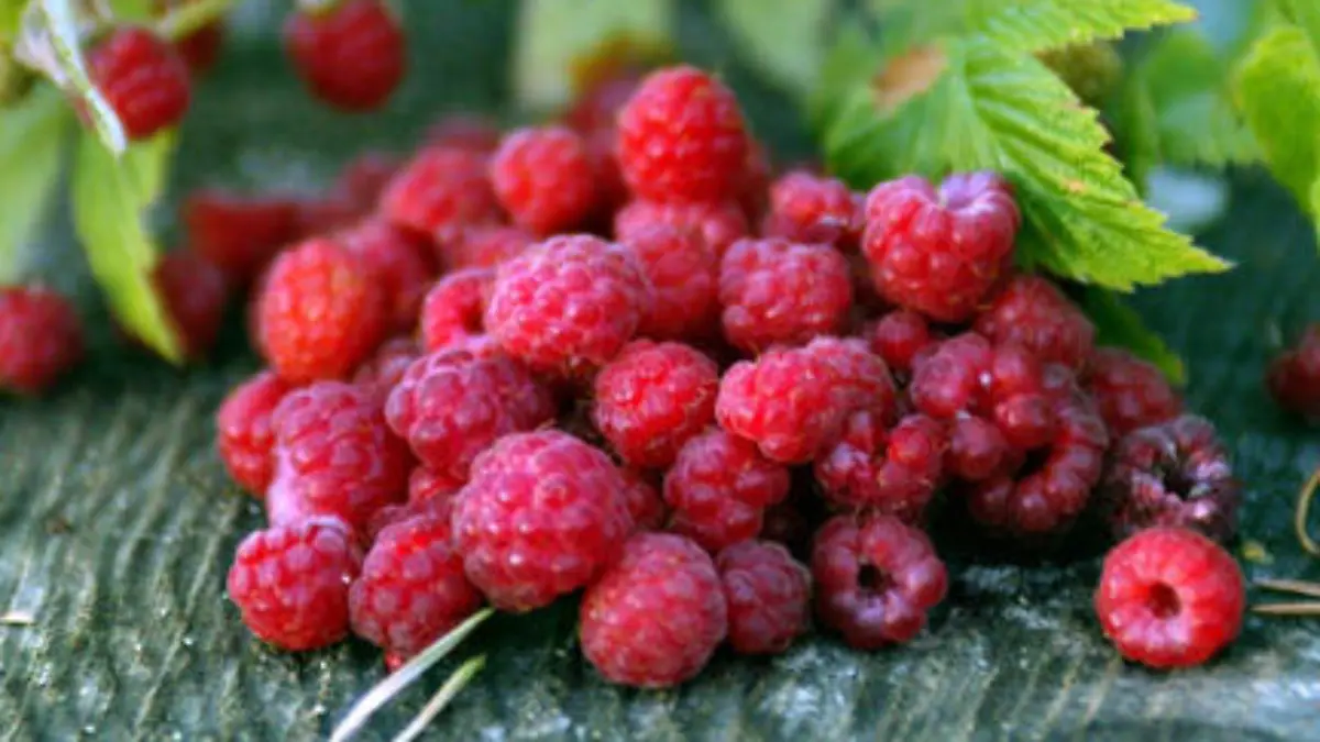 dp himbeeren 432