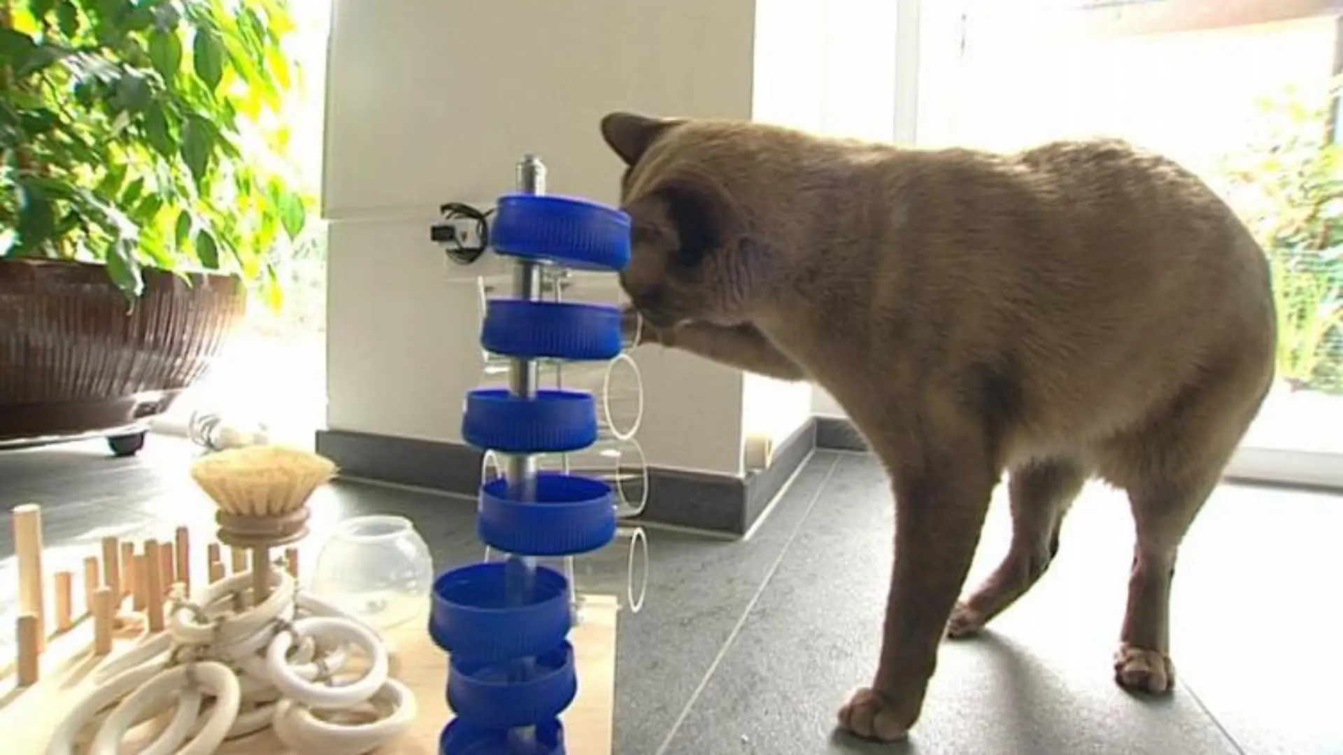 Tiergeschichten2 Katze und Spielzeug