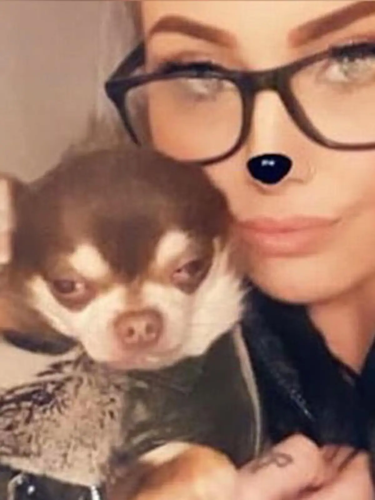 Bild zu: "Chihuahua von Möwe entführt "