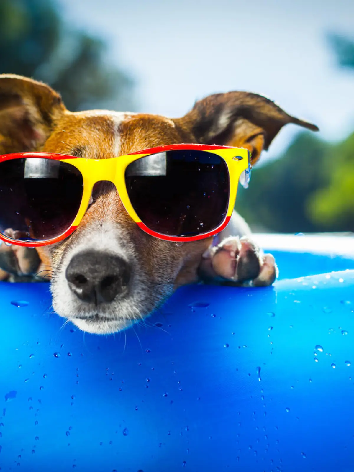 Sonnenbrille für den Hund