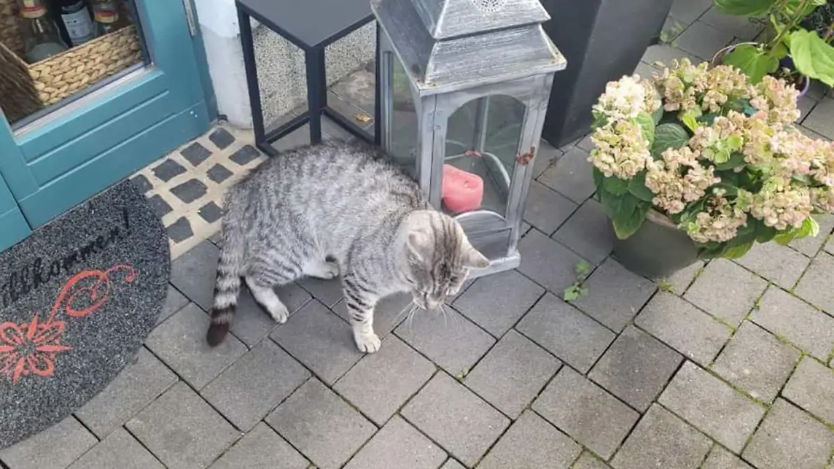 Die kleine Samtpfote ist nach ihrem unfreiwilligen Automaten-Aufenthalt wieder wohlauf.