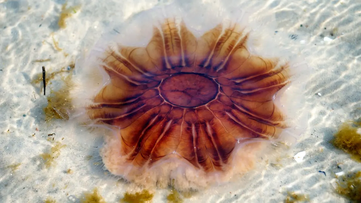 Feuerqualle, Gelbe Haarqualle, Cyanea capillata