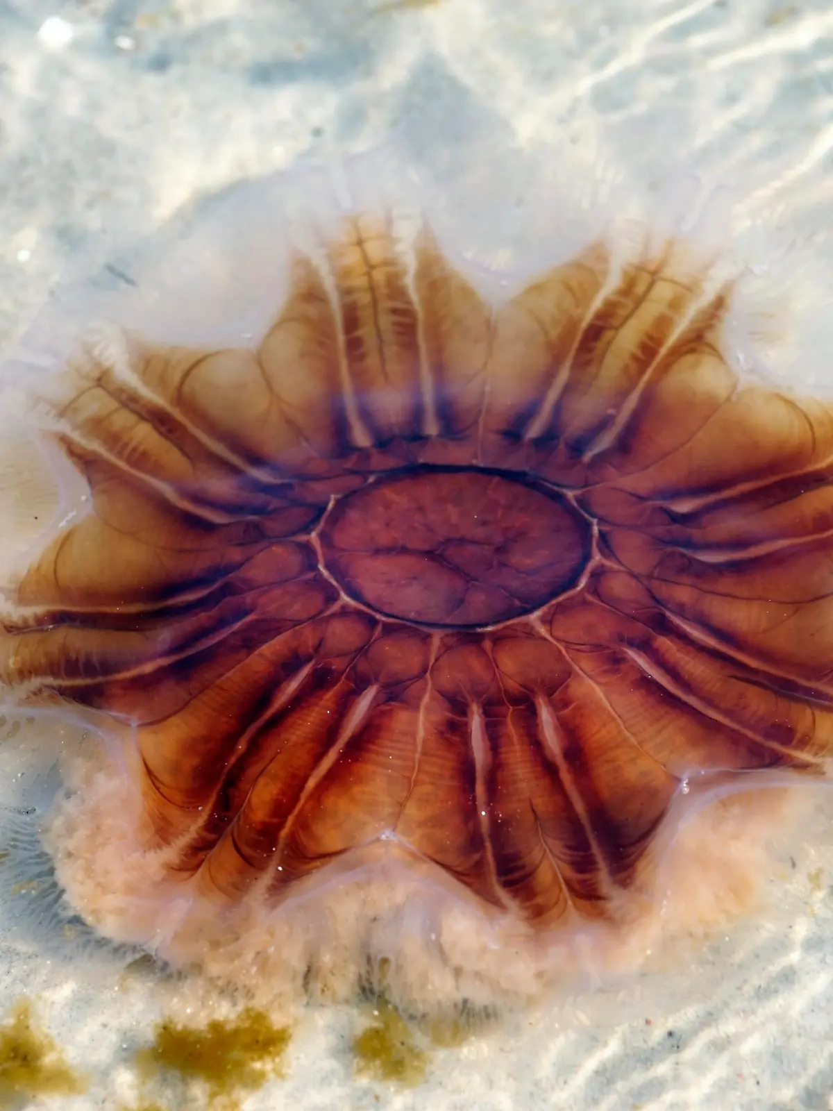 Feuerqualle, Gelbe Haarqualle, Cyanea capillata